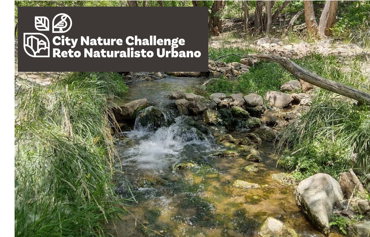 City Nature Challenge: San Vicente Trail Bird Outing