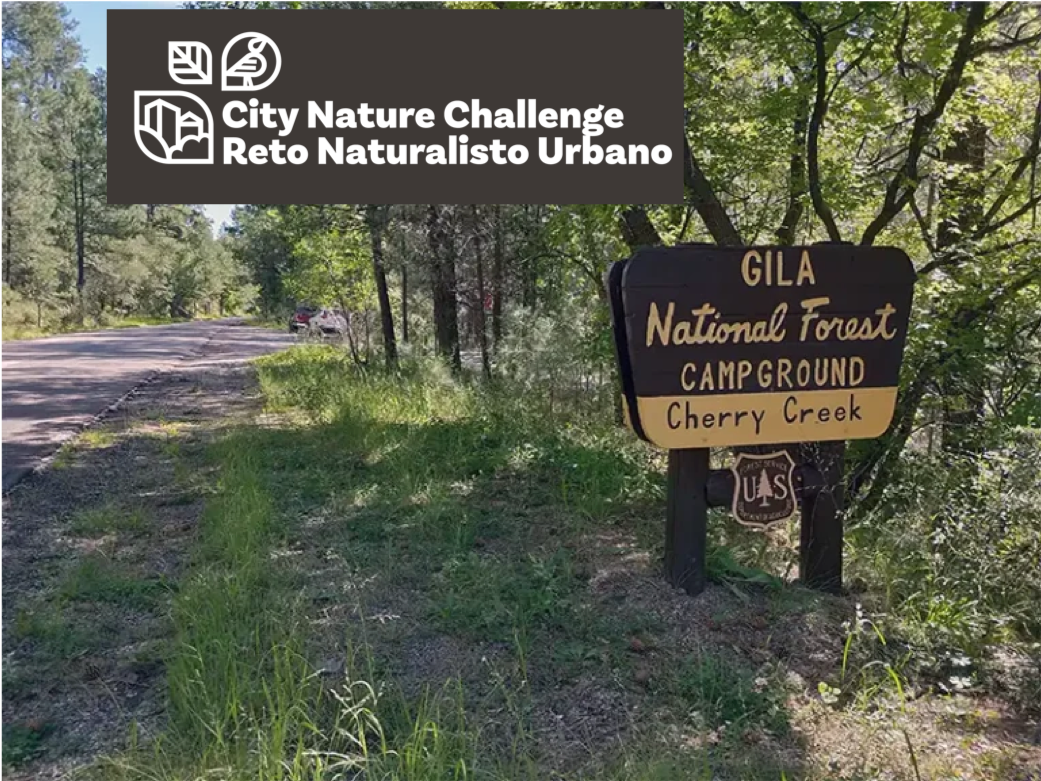 City Nature Challenge: Cherry Creek Campground