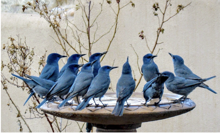 Program: Saving the “Blue Crow”: How You Can Help Pinyon Jays