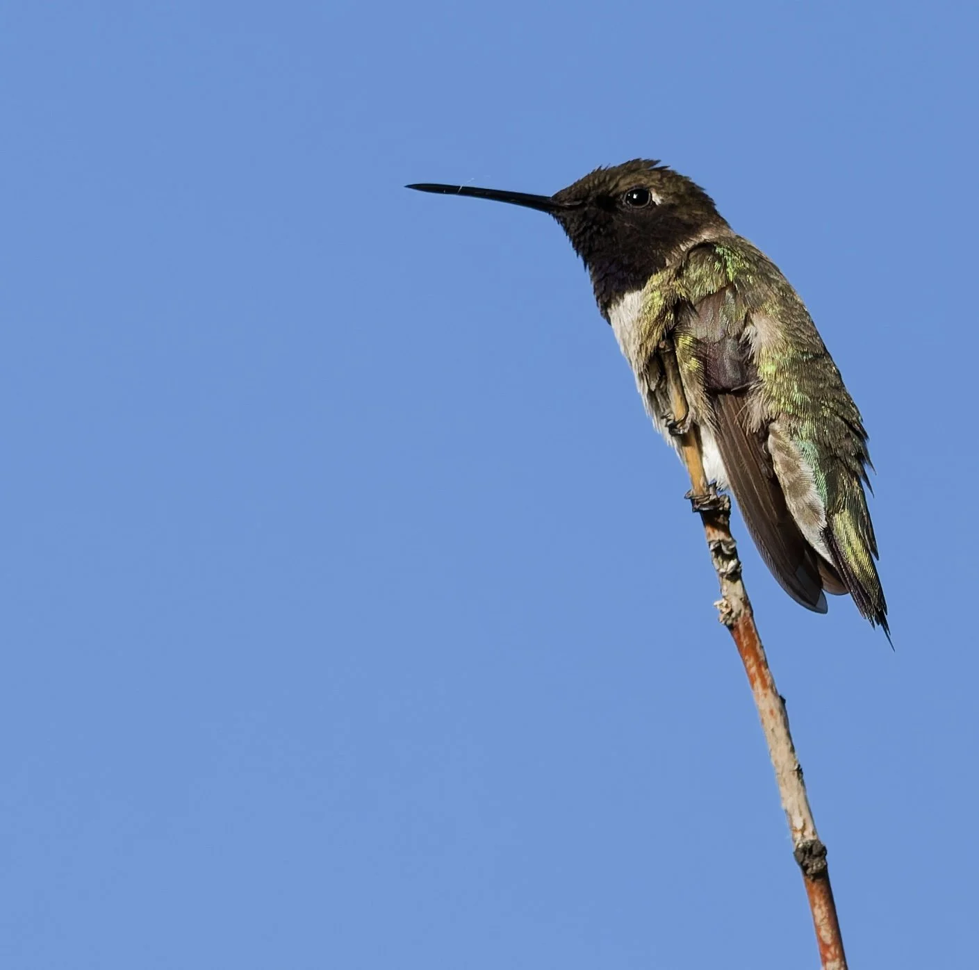 Program: Hummingbirds of the Gila Region