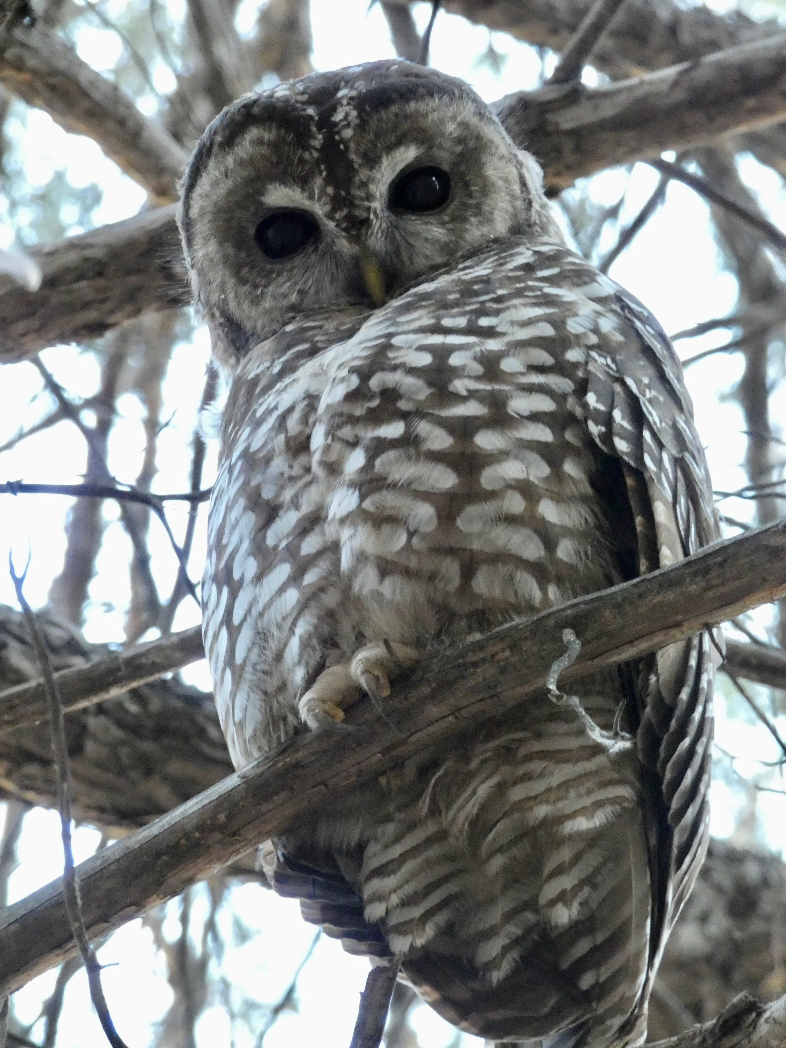 Program: Owls of the Gila Region