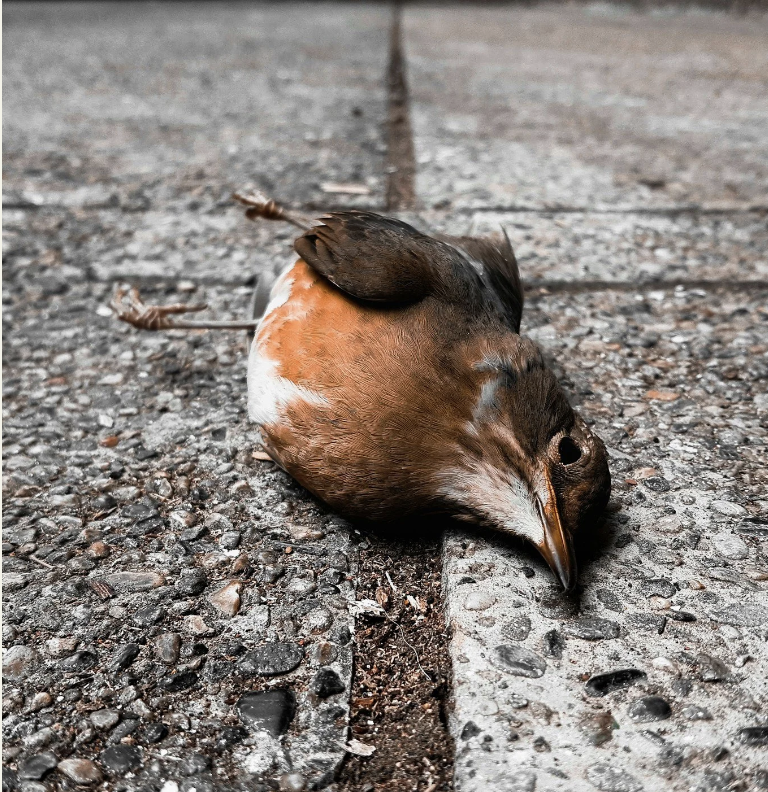 Bird-Safe Windows Workshop