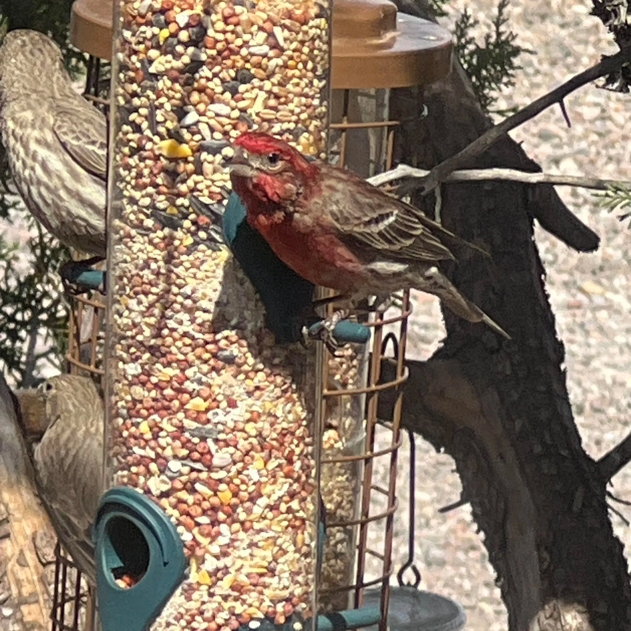 House Finch. Photo: Grace Marrufo