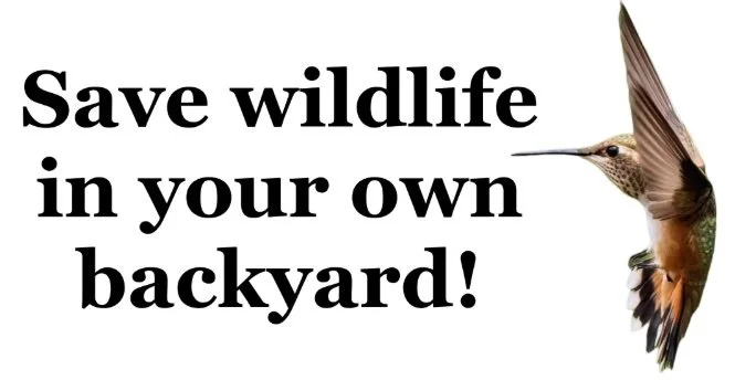 Program: Keeping Our Common Birds Common (and Our Common Plants Common).
