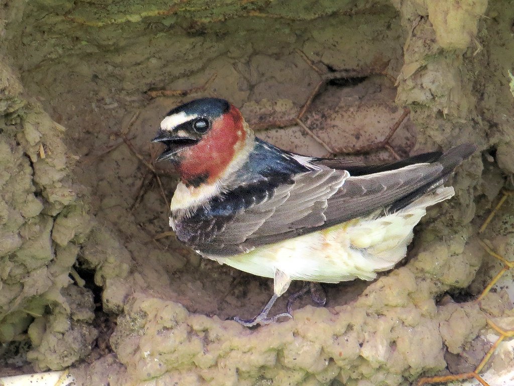 Another Year, Another Nest!