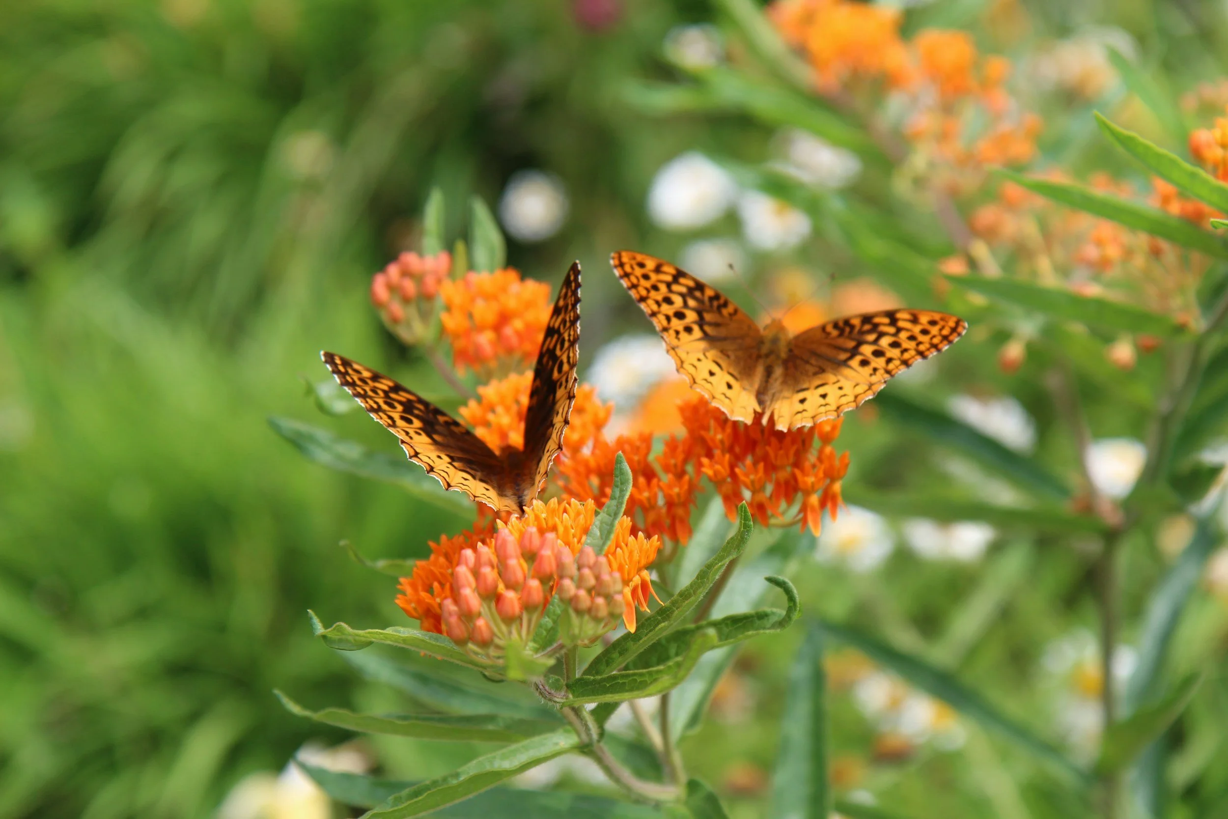Two butterflies with orange and black wings resting on orange flowers with green leaves