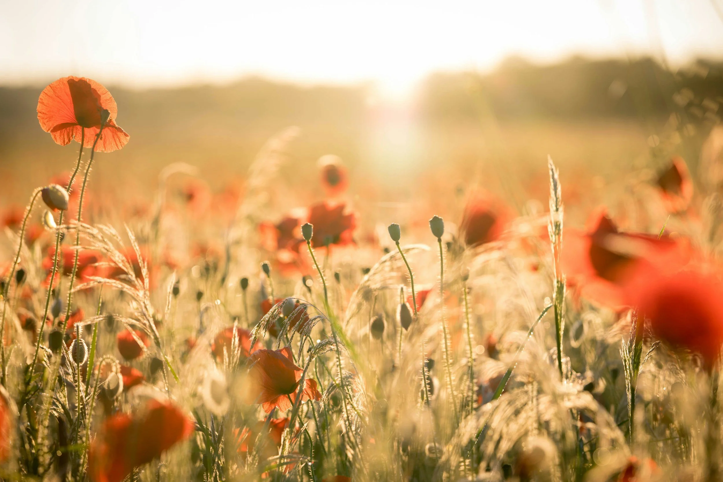 A field of orange flowers with bright sunlight in the distance