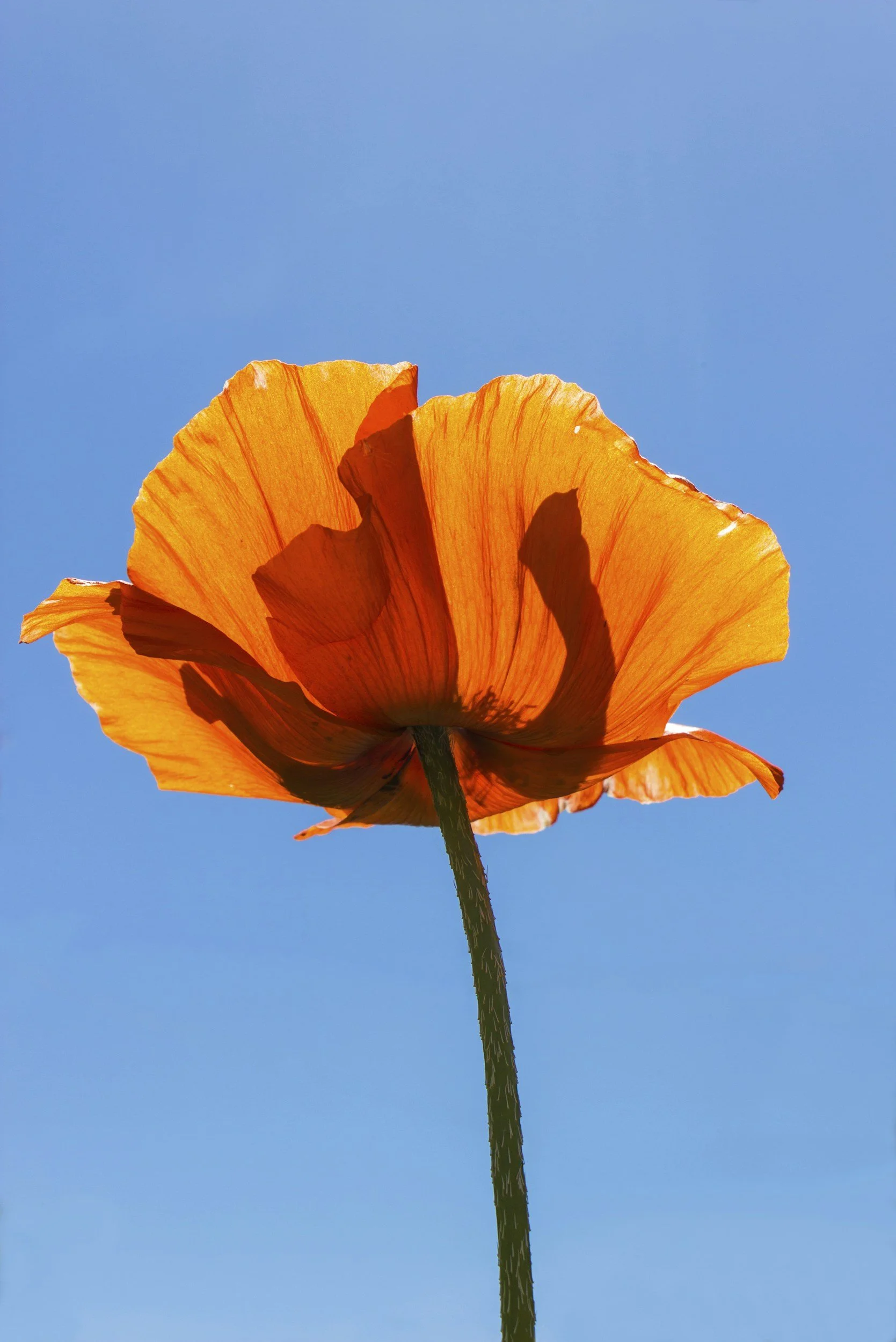 An orange flower against a blue sky with sunlight shining through the petals
