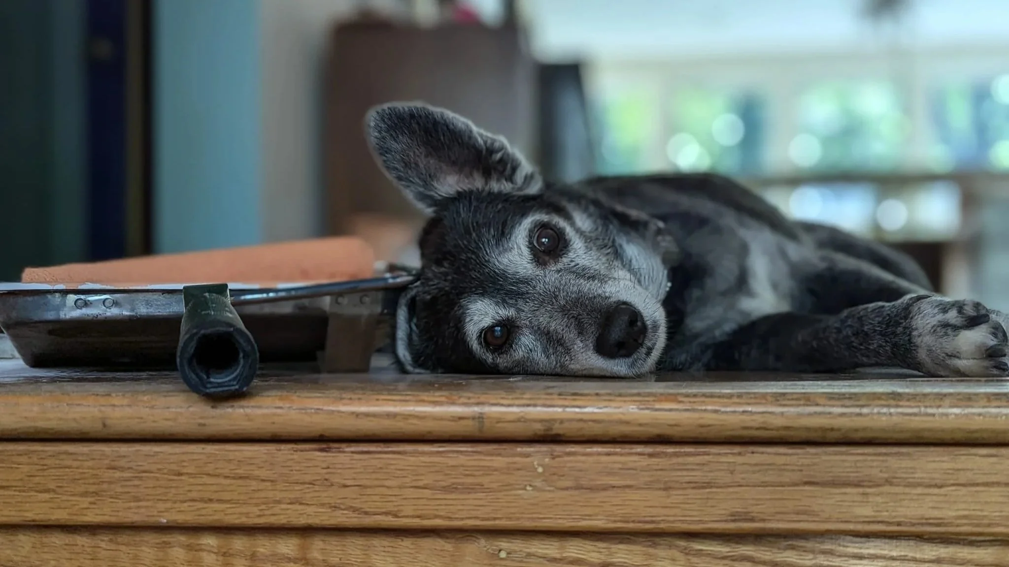 A gray and black dog lying on a wooden surface indoors, resting its head and one ear on the table, with a blurred background of a window and furniture.