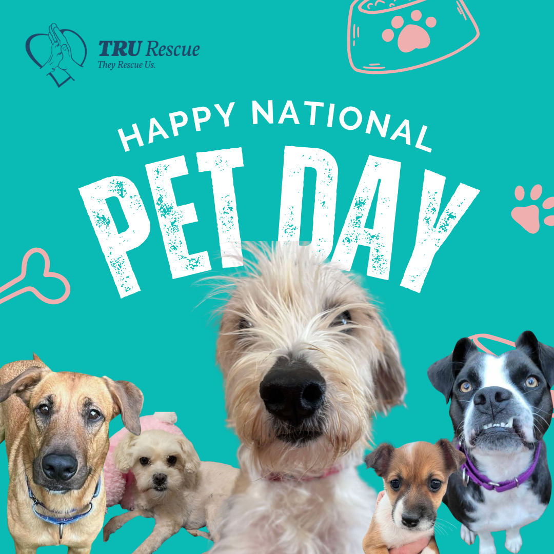 Brown Modern National Pet Day Instagram Post.png