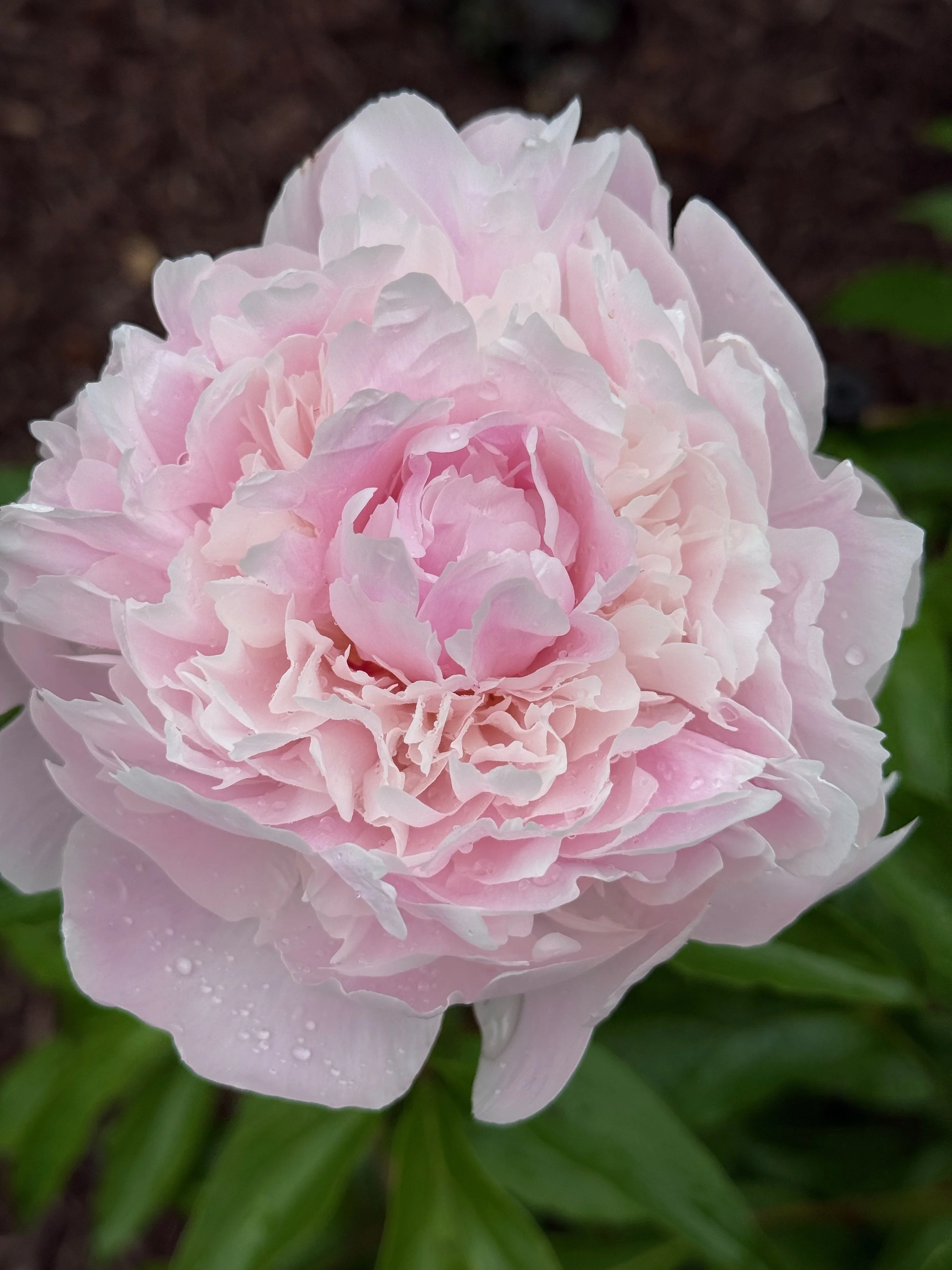 Close-up of a pink peony flower with dew drops on its petals.