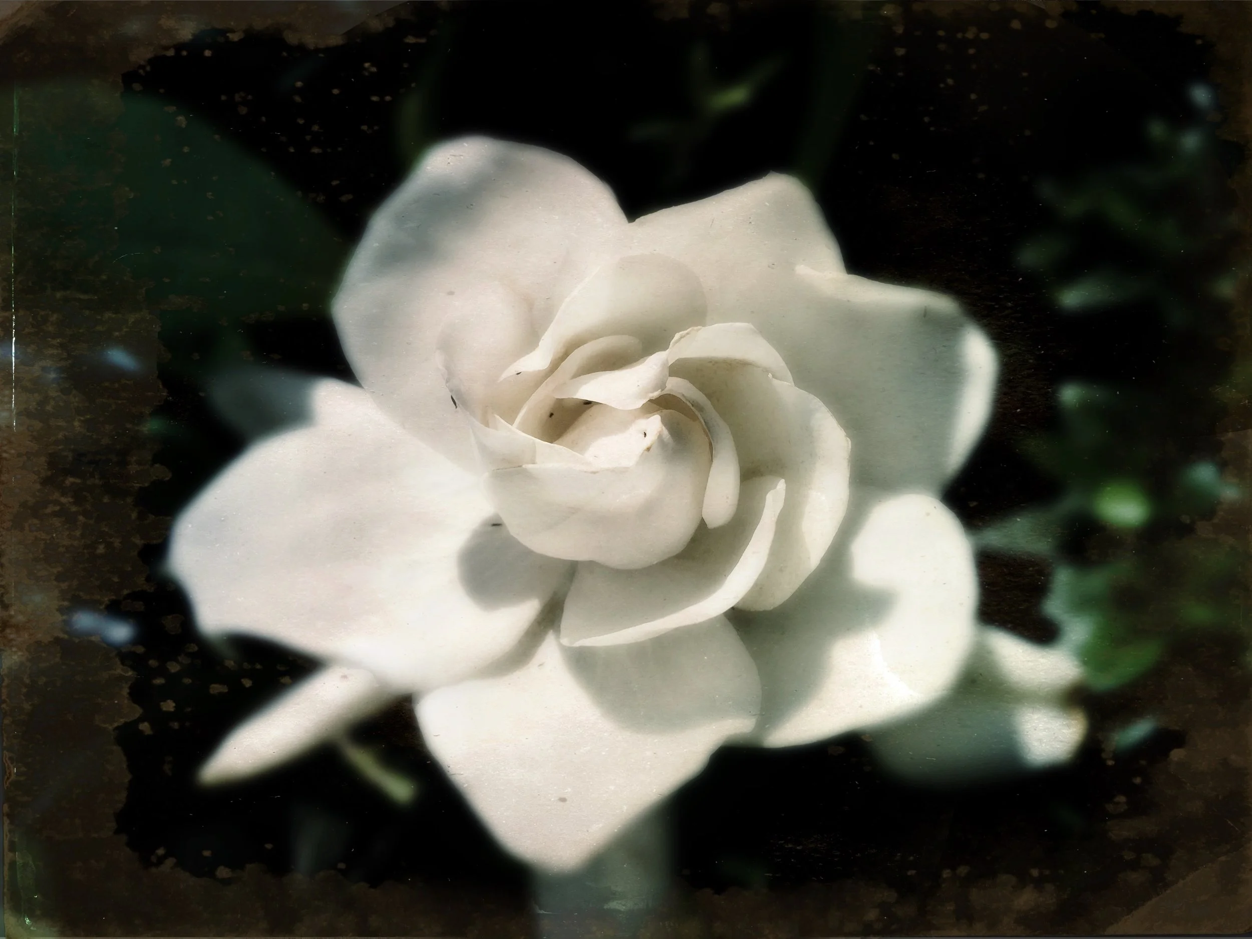 A white gardenia flower in full bloom surrounded by dark green leaves.