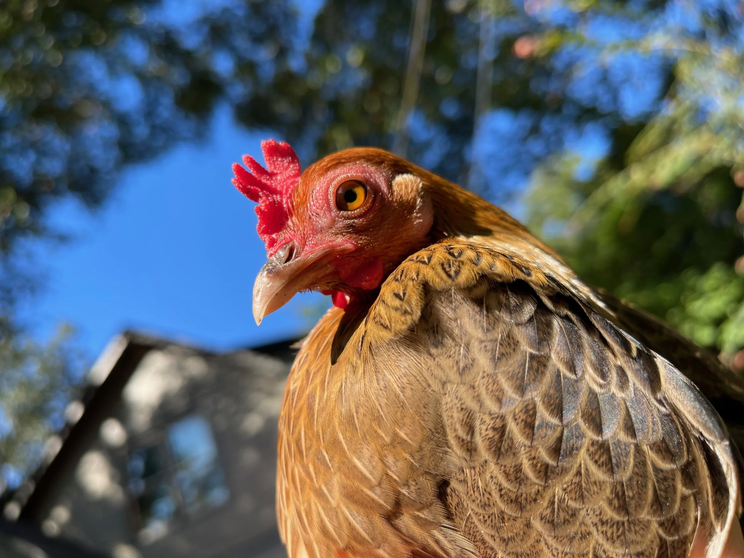 Close-up of a chicken's head with red comb, yellow eye, and brown feathers, against a blue sky and trees.