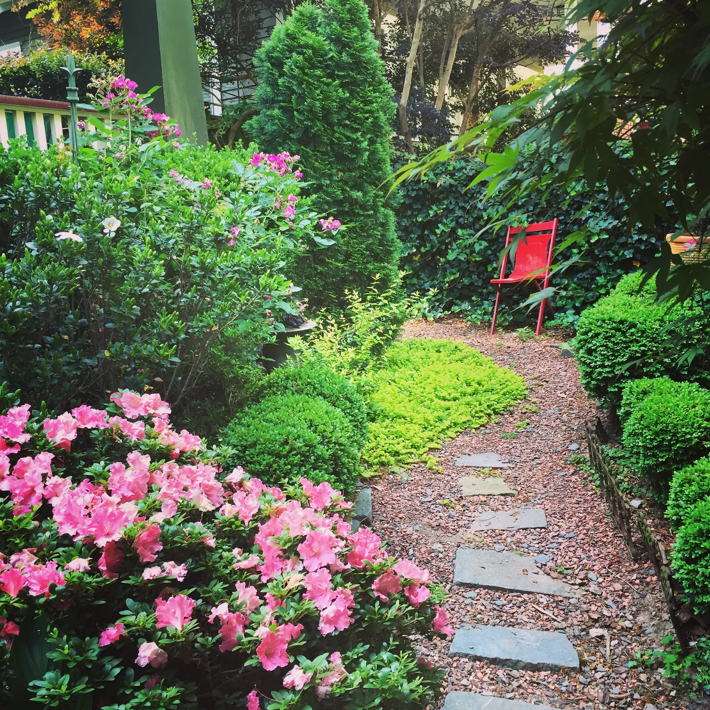 A garden pathway lined with pink azalea bushes on the left and green bushes on the right, leading to a red chair in a backyard surrounded by trees and shrubs.