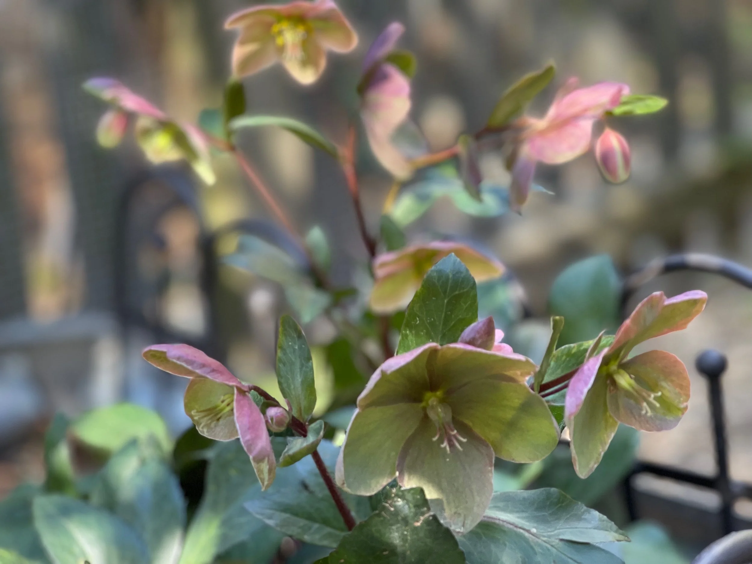 Close-up of green and pinkish leaves of a plant, with a blurred outdoor background.