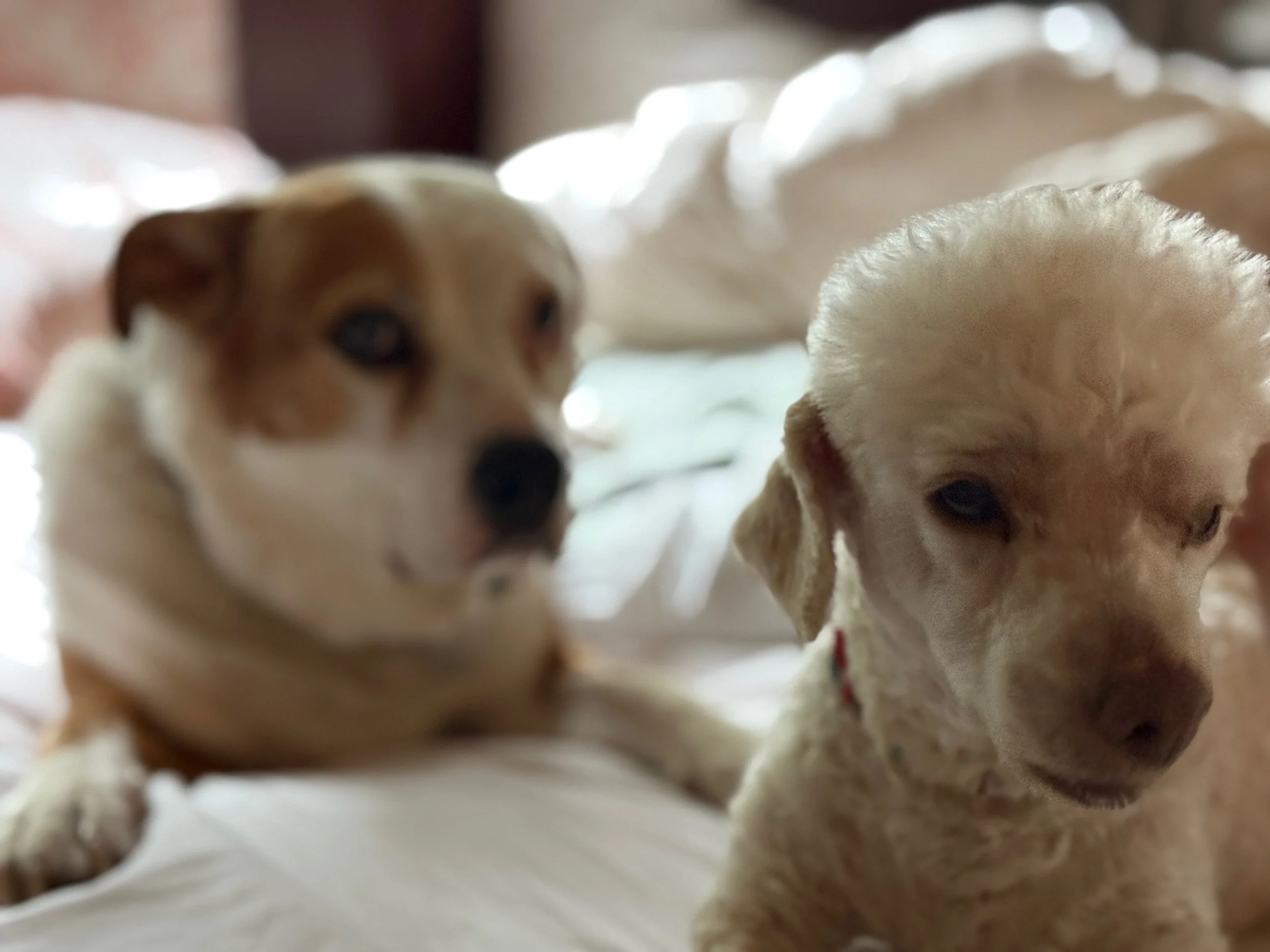 Two puppies resting on a bed, one with light fur and the other with darker fur.