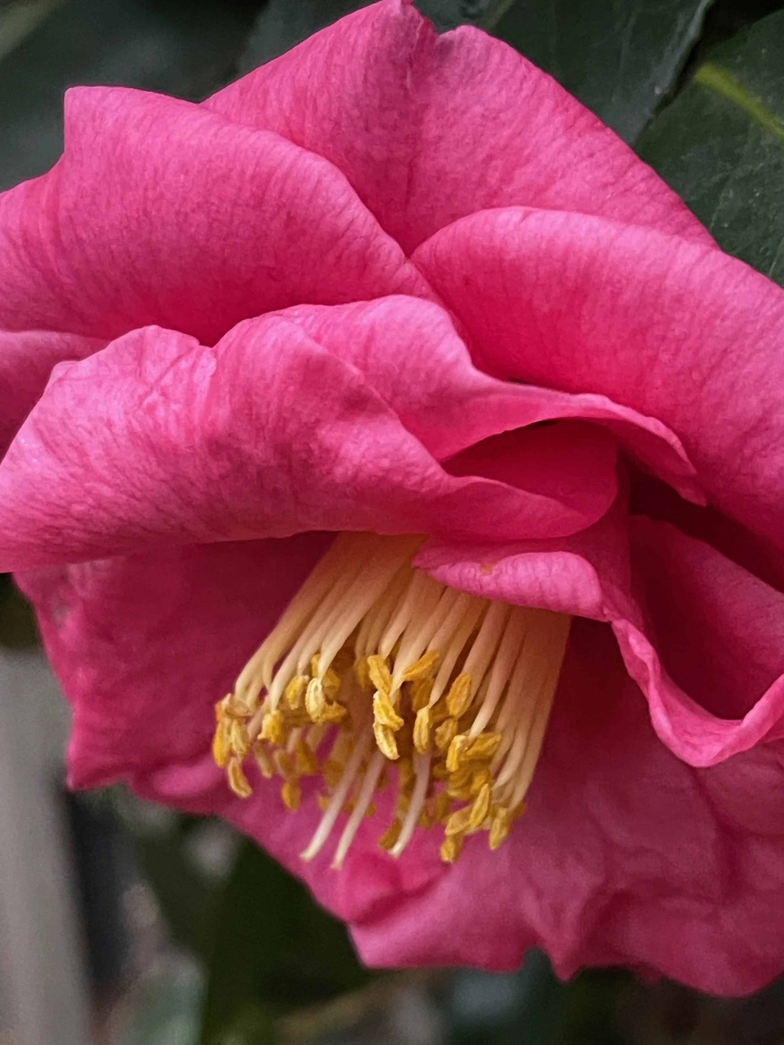Close-up of a pink camellia flower with yellow stamens and green leaves in the background.
