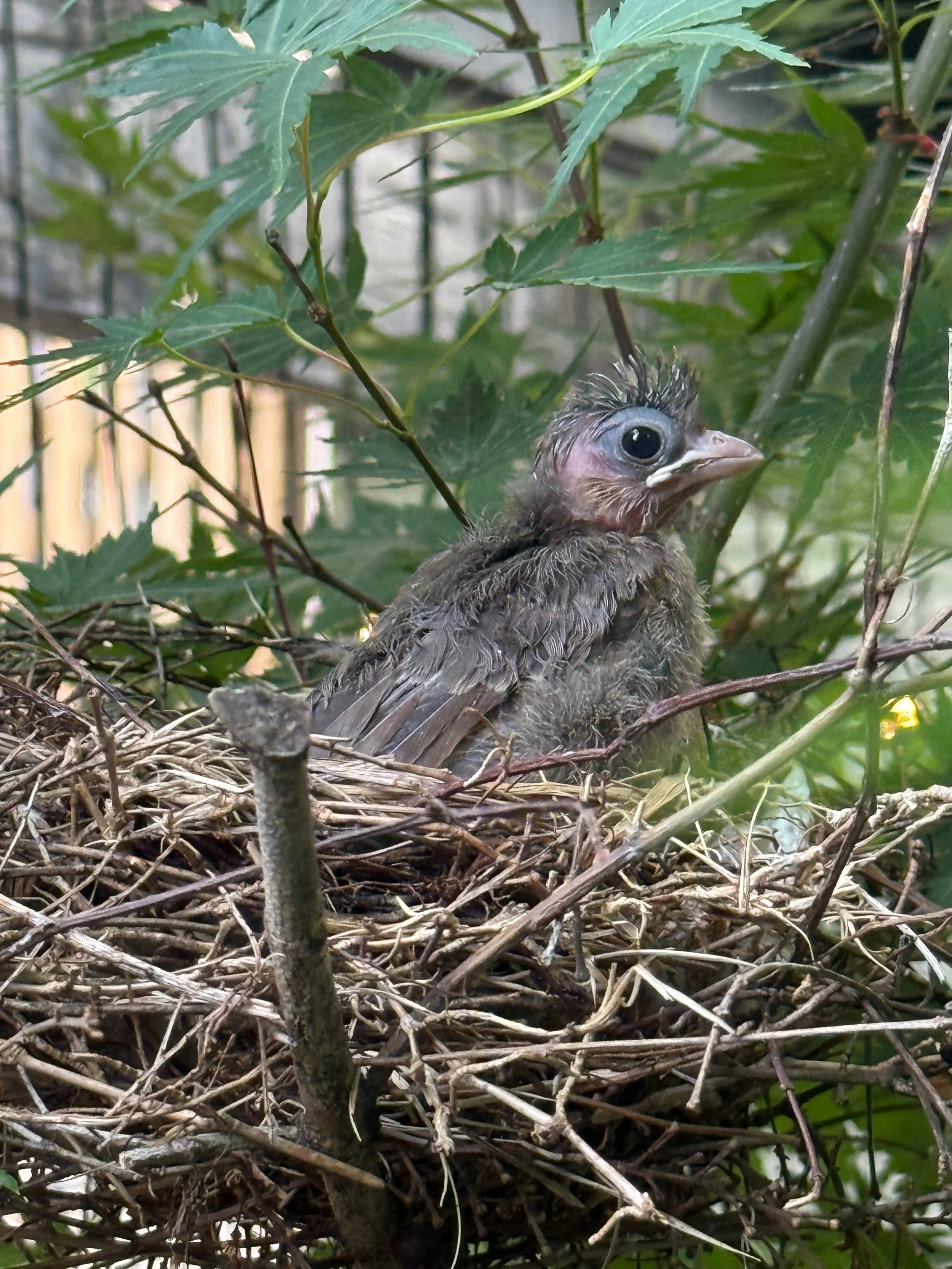 A baby bird with wet feathers in a nest surrounded by green leaves.