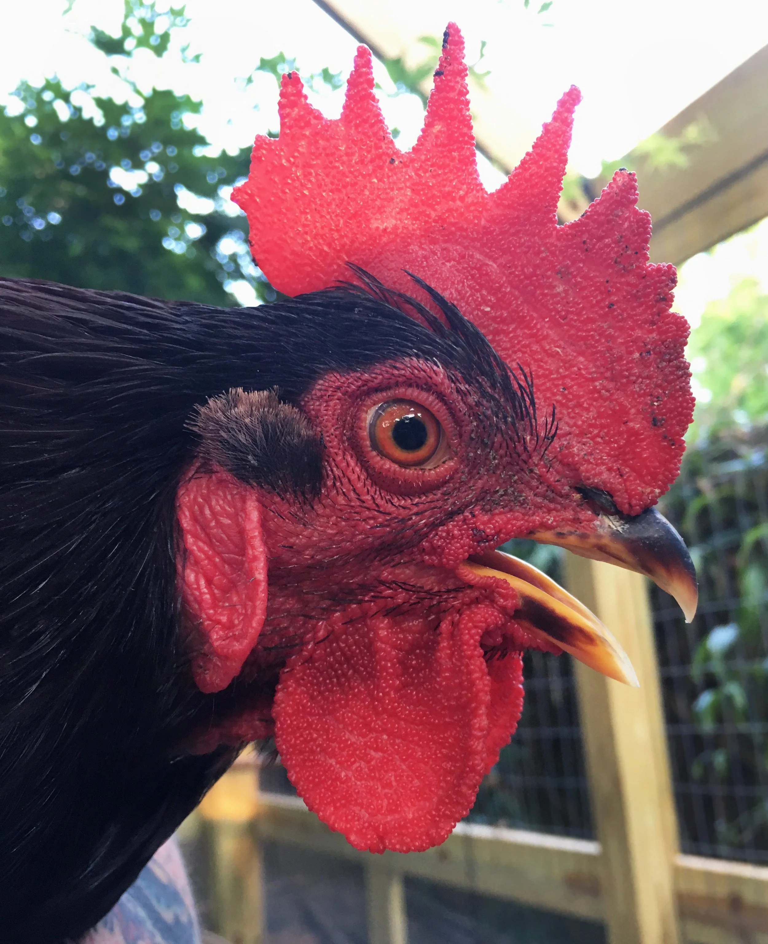 Close-up of a black chicken's head with a red comb and wattles, orange eye, and beak, with greenery and fencing in the background.