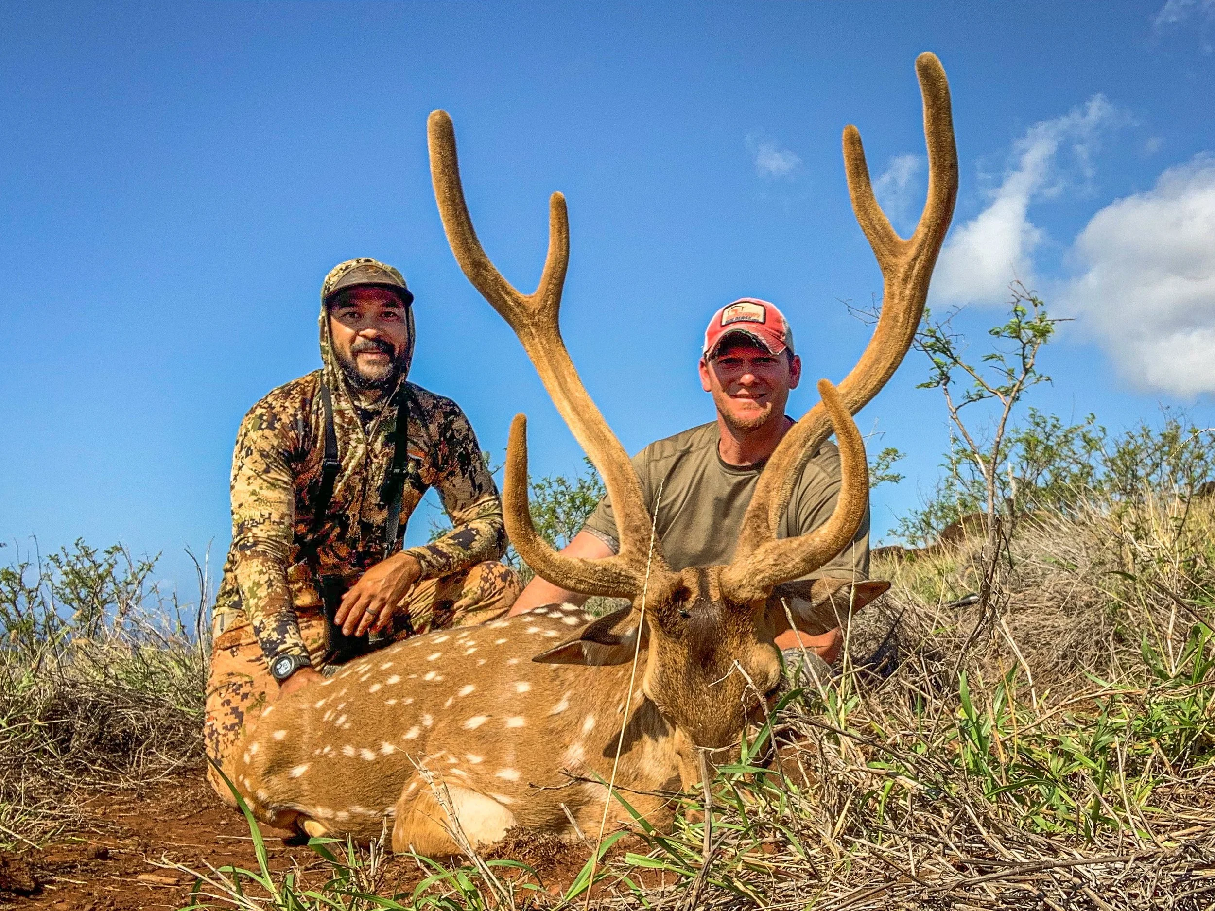 Two hunters with a velvet axis deer buck on a grassy Moloka‘i hillside