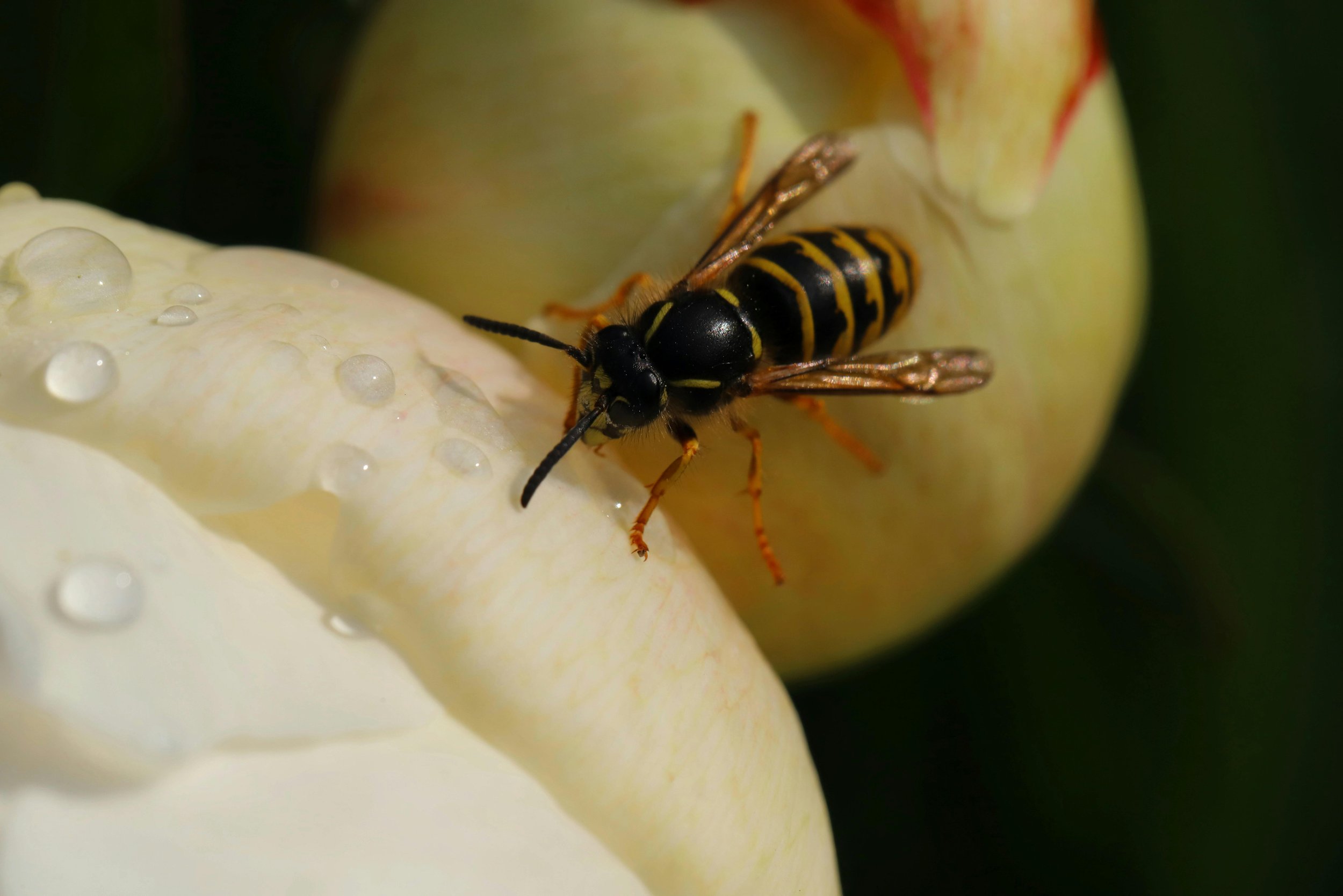 Black Honey of the Mother oil