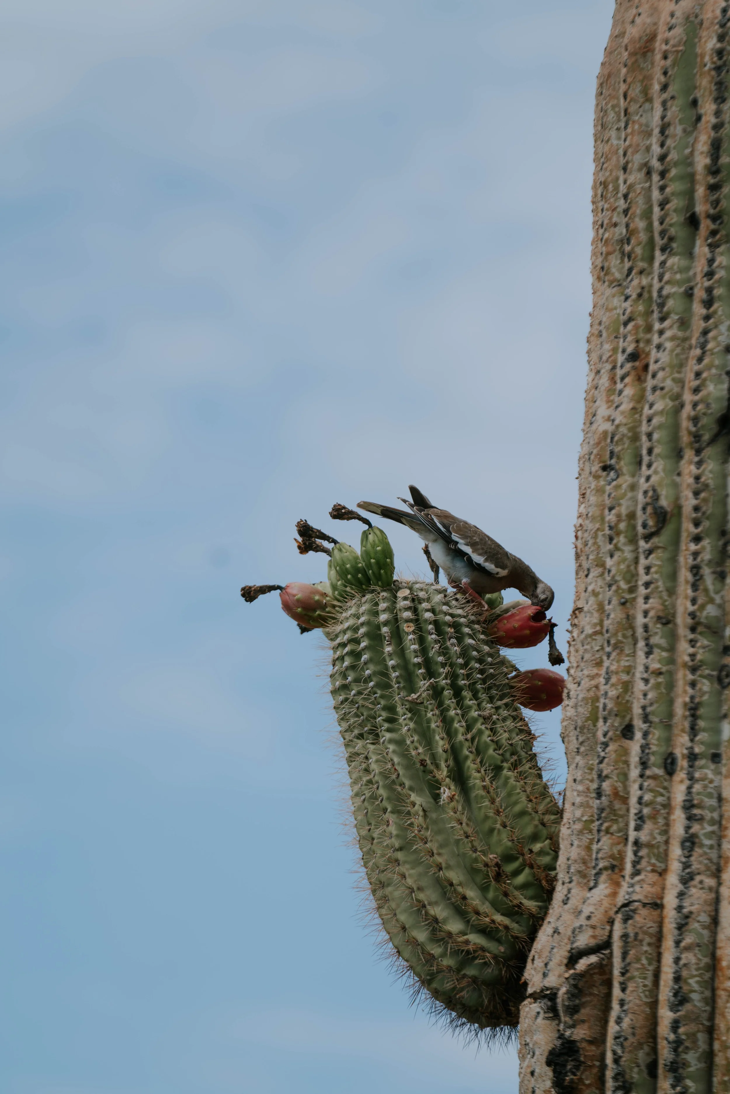 AZ Under 30 We Ko Pa-152.JPG