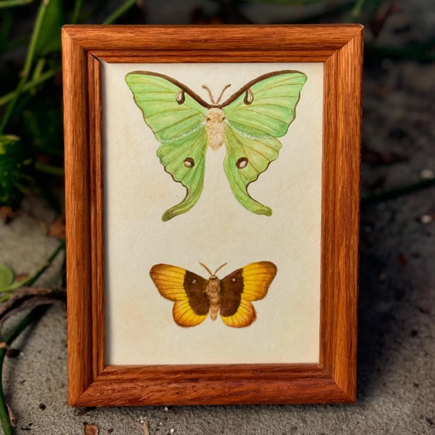 Finished up another one of these paintings inspired by pinned insect collections 😊 This is a Golden Moon Moth (similar to a Luna Moth!) and an Oak Eggar Moth. 
Done in gouache and in a thrifted frame. 🖼️
$90 SOLD