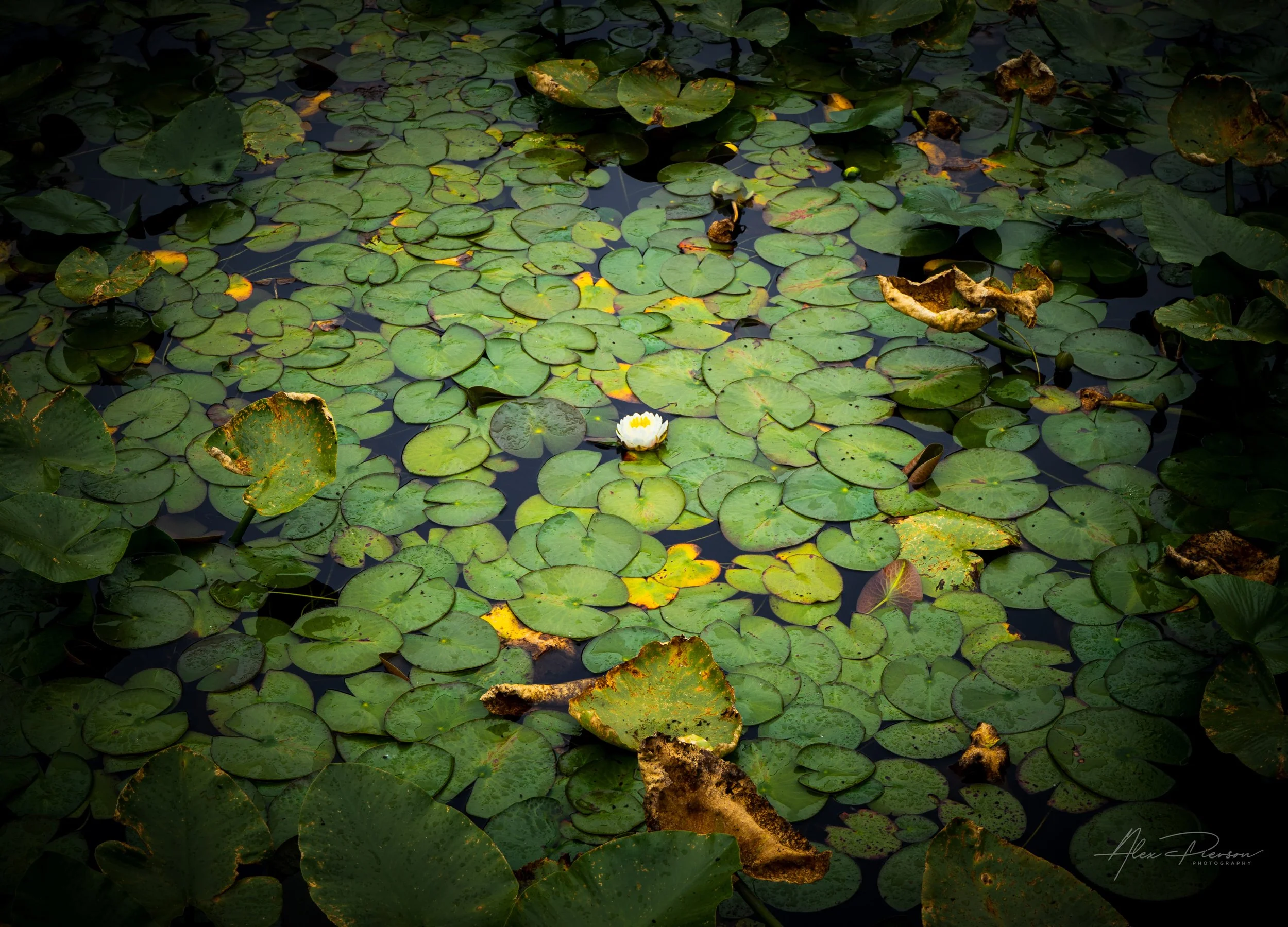 A single white water lily blooming amongst a sea of green lily pads in a dark, moody forest pond – fine art botanical photography.