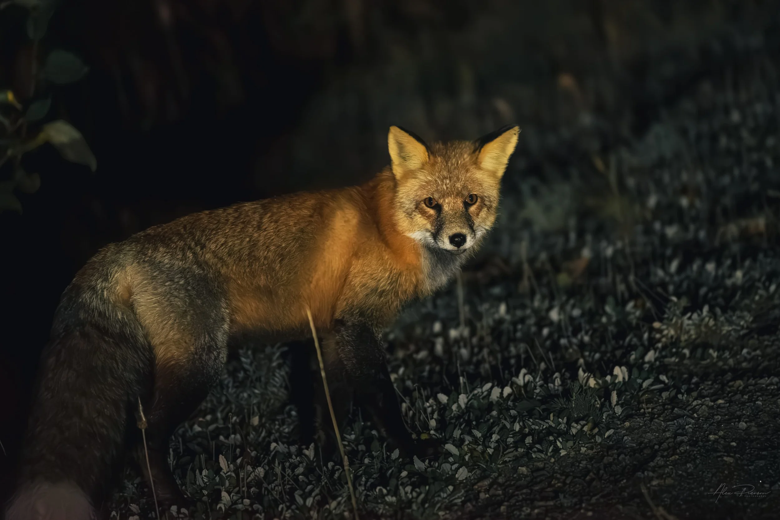 red-fox-night-wildlife-alaska-highway-scavenger.jpg