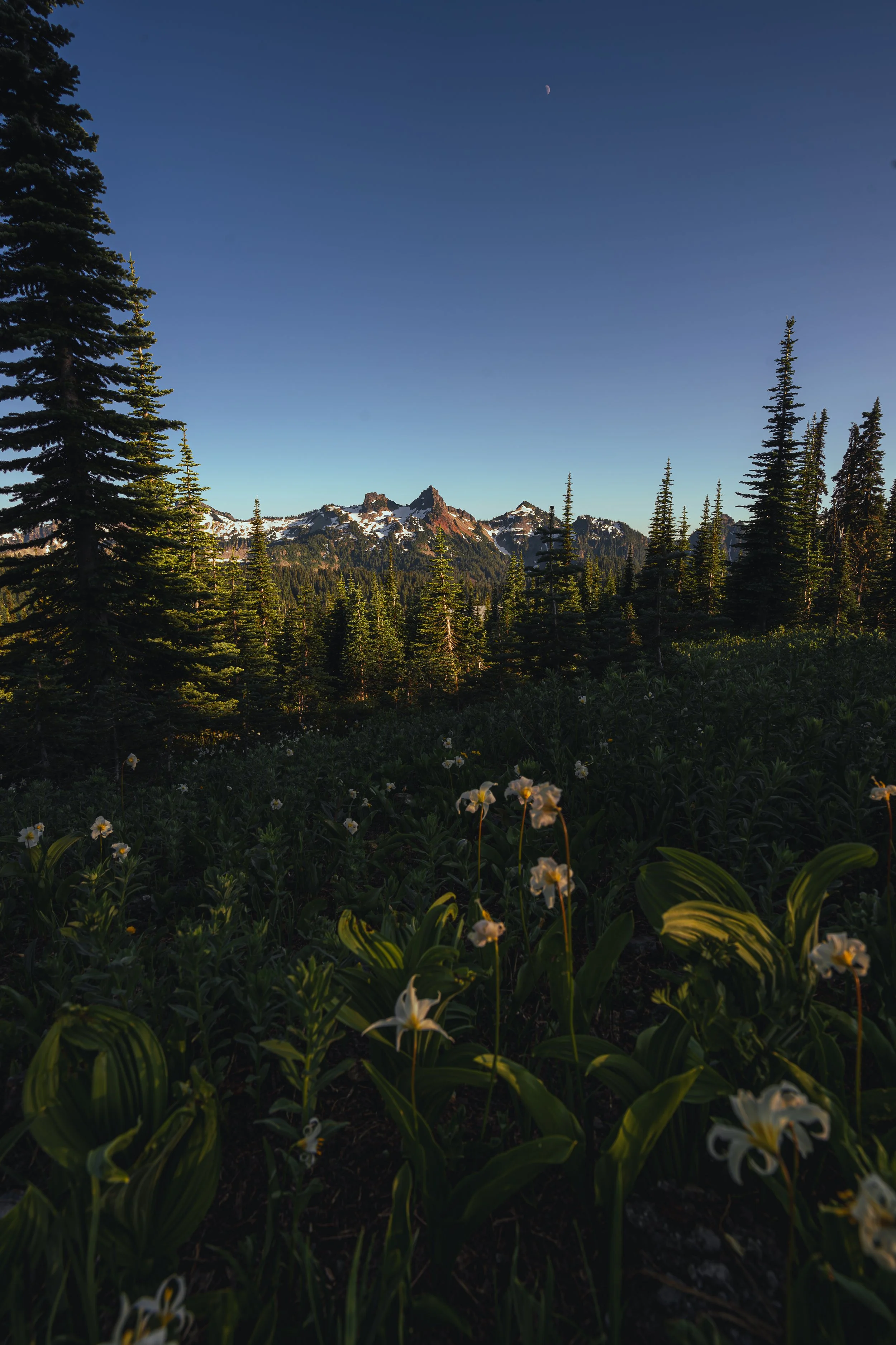 Warm golden hour light hitting a craggy mountain range behind a dense alpine forest and a field of wildflowers in the Pacific Northwest – outdoor nature photography.