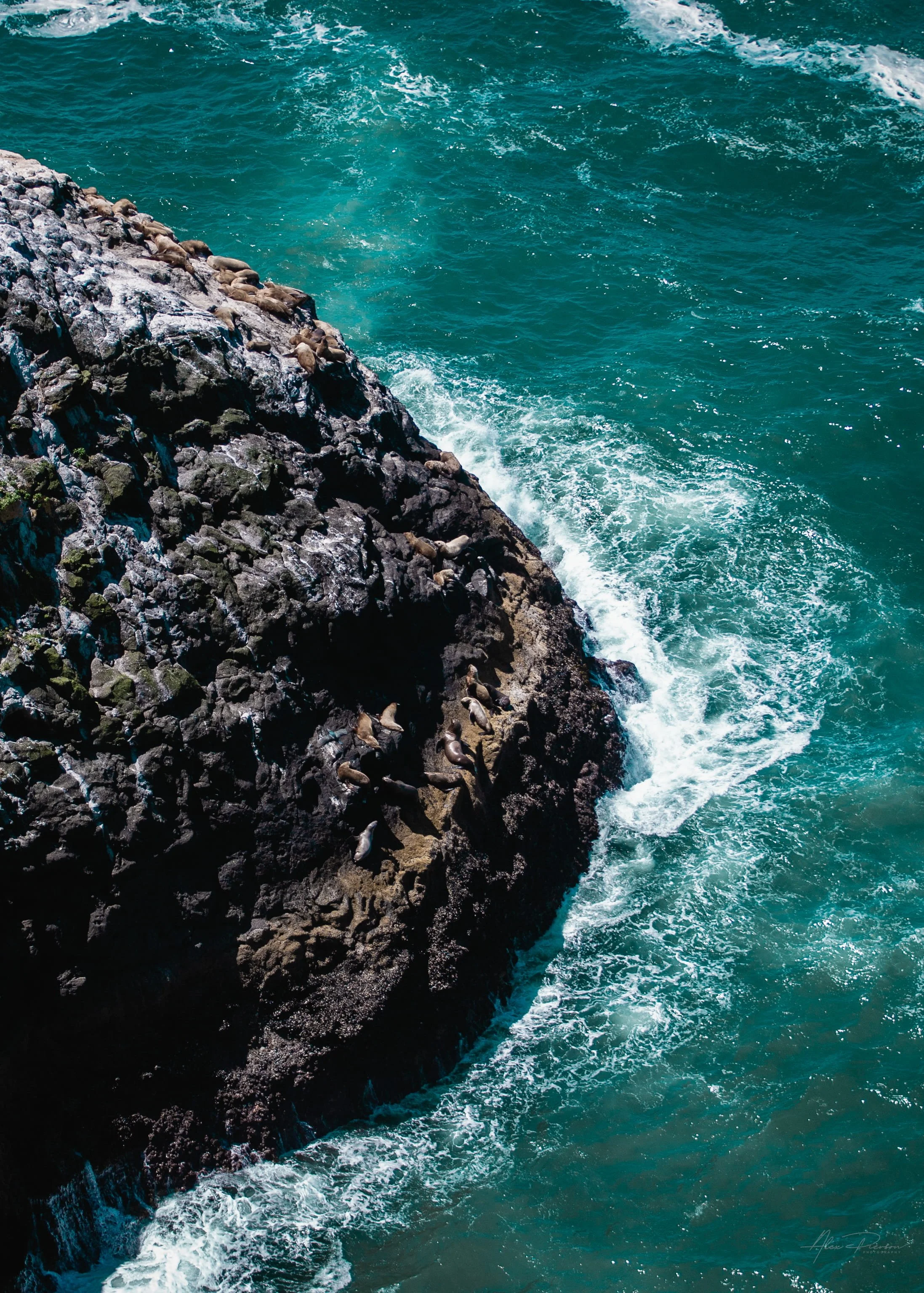 High-angle view of dozens of sea lions gathered on a rocky coastal outcropping surrounded by ocean waves in Oregon.
 Looking down at the rugged Oregon coastline near the historic Sea Lion Caves. Dozens of wild sea lions scatter across the dark basalt