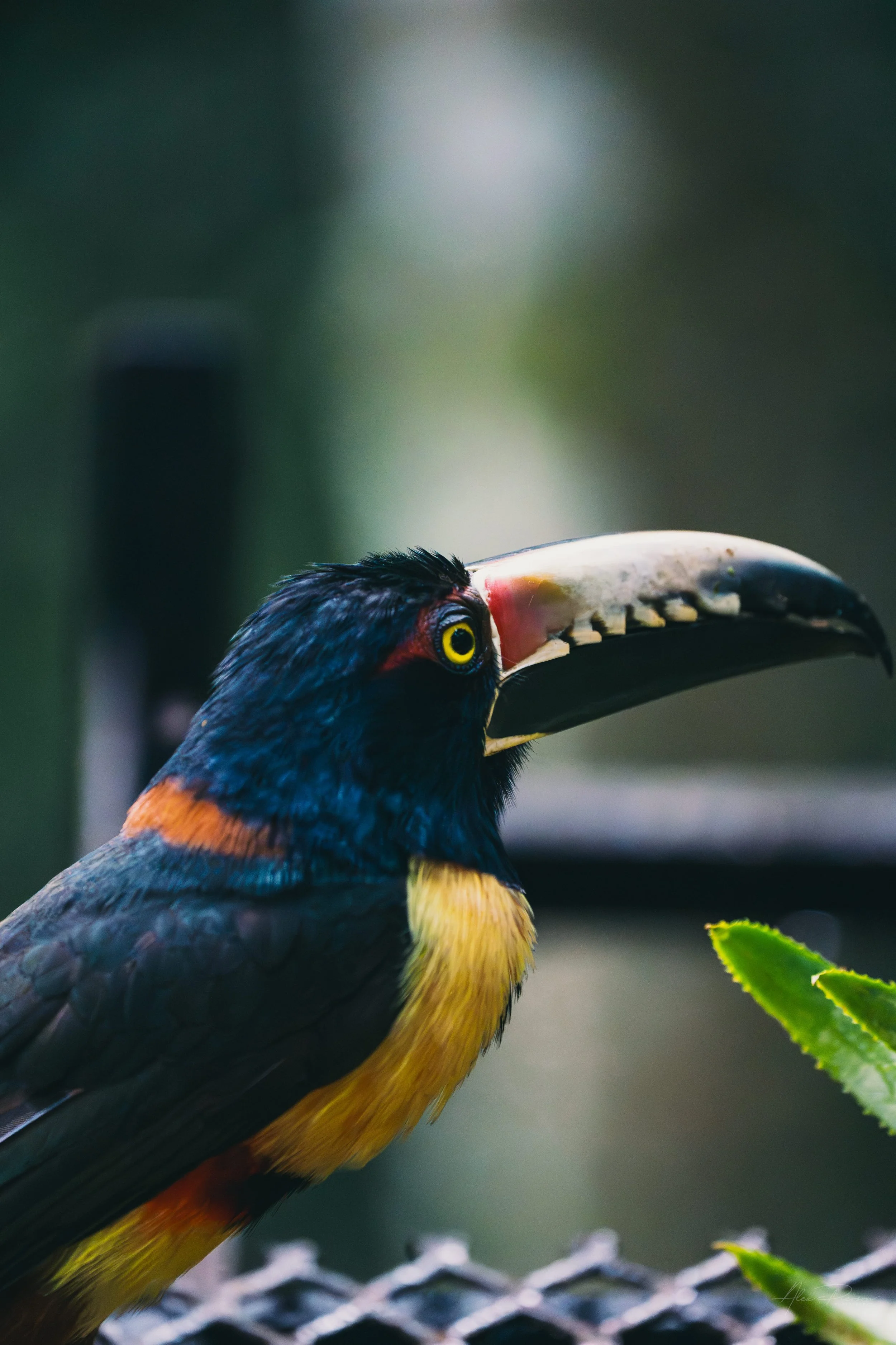 collared-aracari-portrait-belize-nature.jpg
