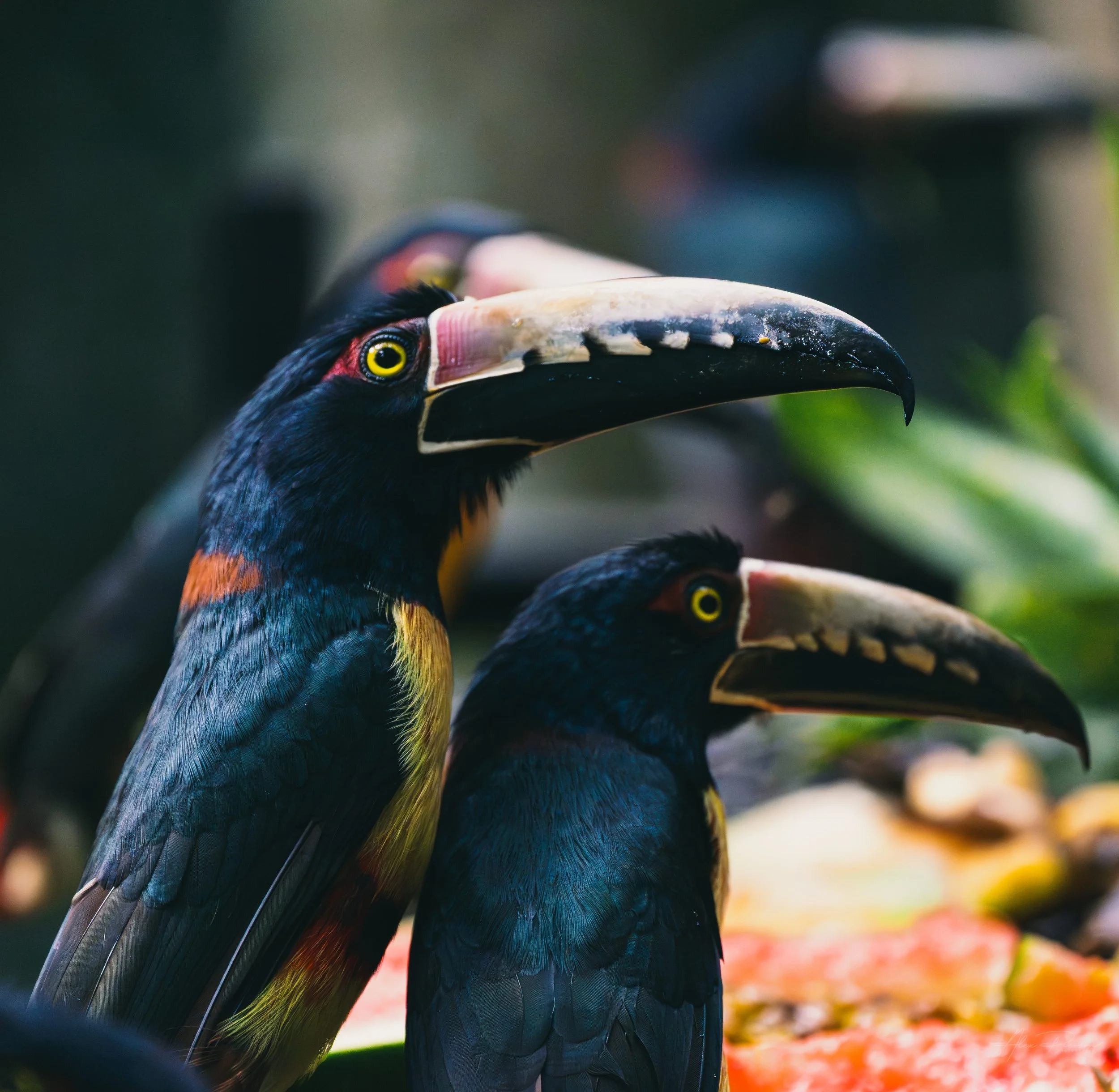 pair-of-collared-aracaris-belize-wildlife.jpg