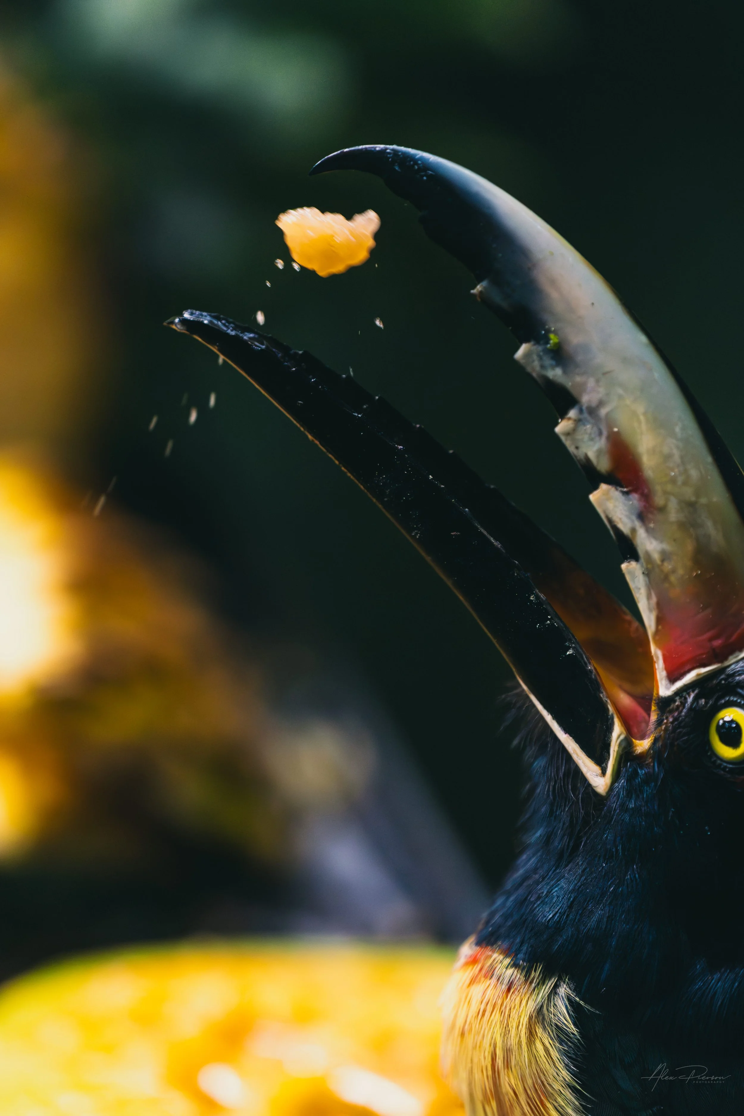 collared-aracari-fruit-toss-action-shot.jpg