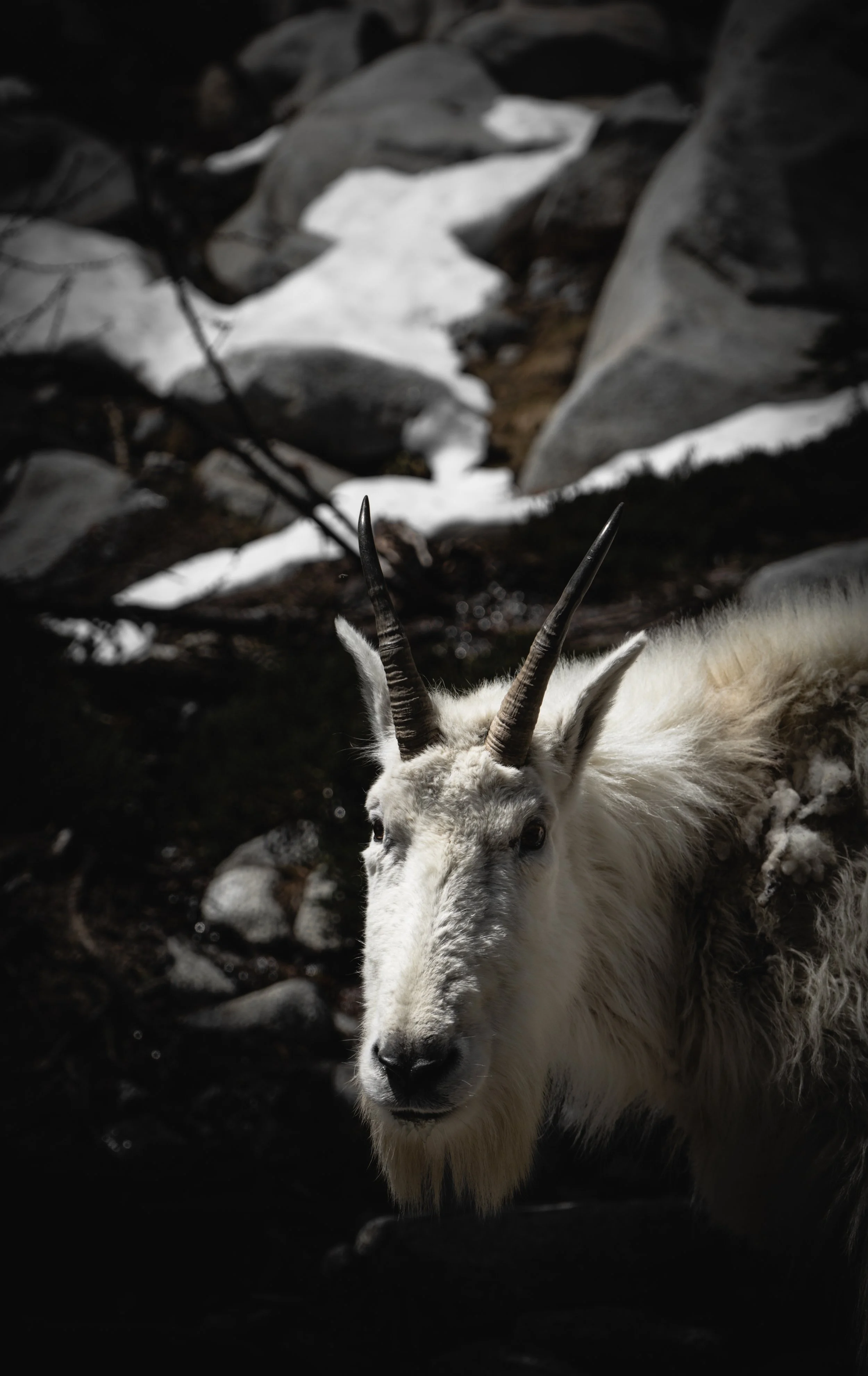 Close up portrait of a wild mountain goat standing in a rocky, snow-dusted alpine landscape – PNW wildlife photography.