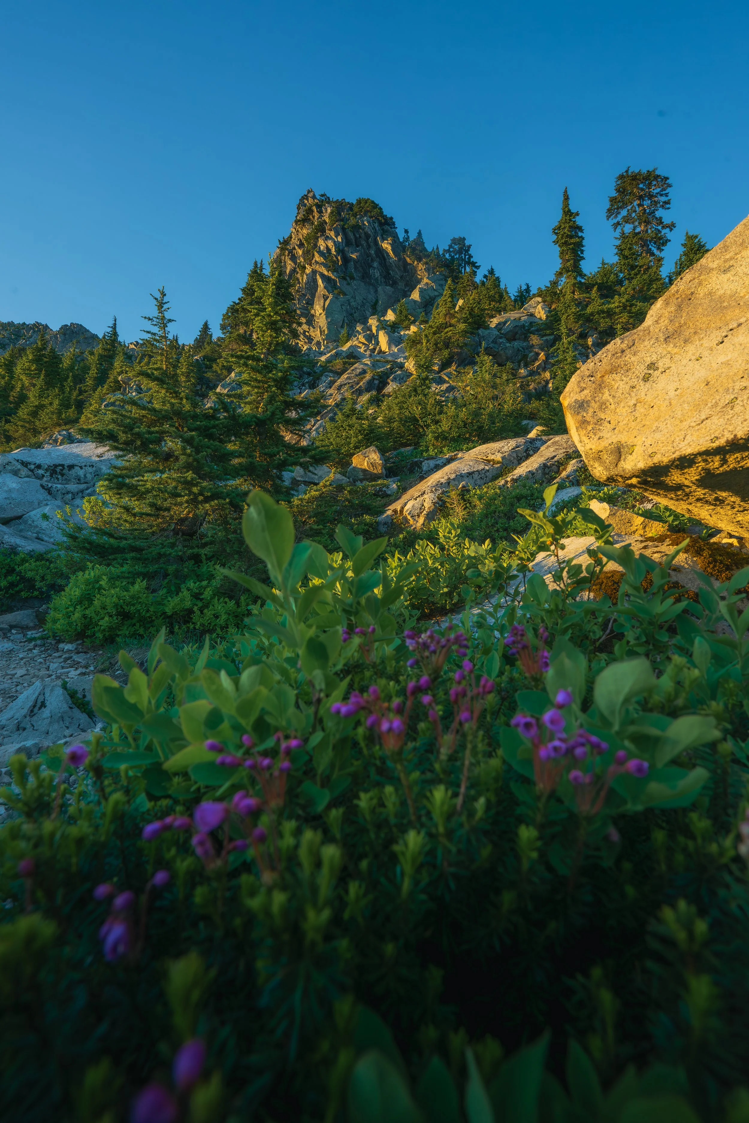 Purple alpine wildflowers blooming below the rocky granite summit of Mount Pilchuck during golden hour.
Vibrant purple wildflowers cling to the rugged alpine slopes just below the Mount Pilchuck lookout, glowing warmly in the late summer golden hour.