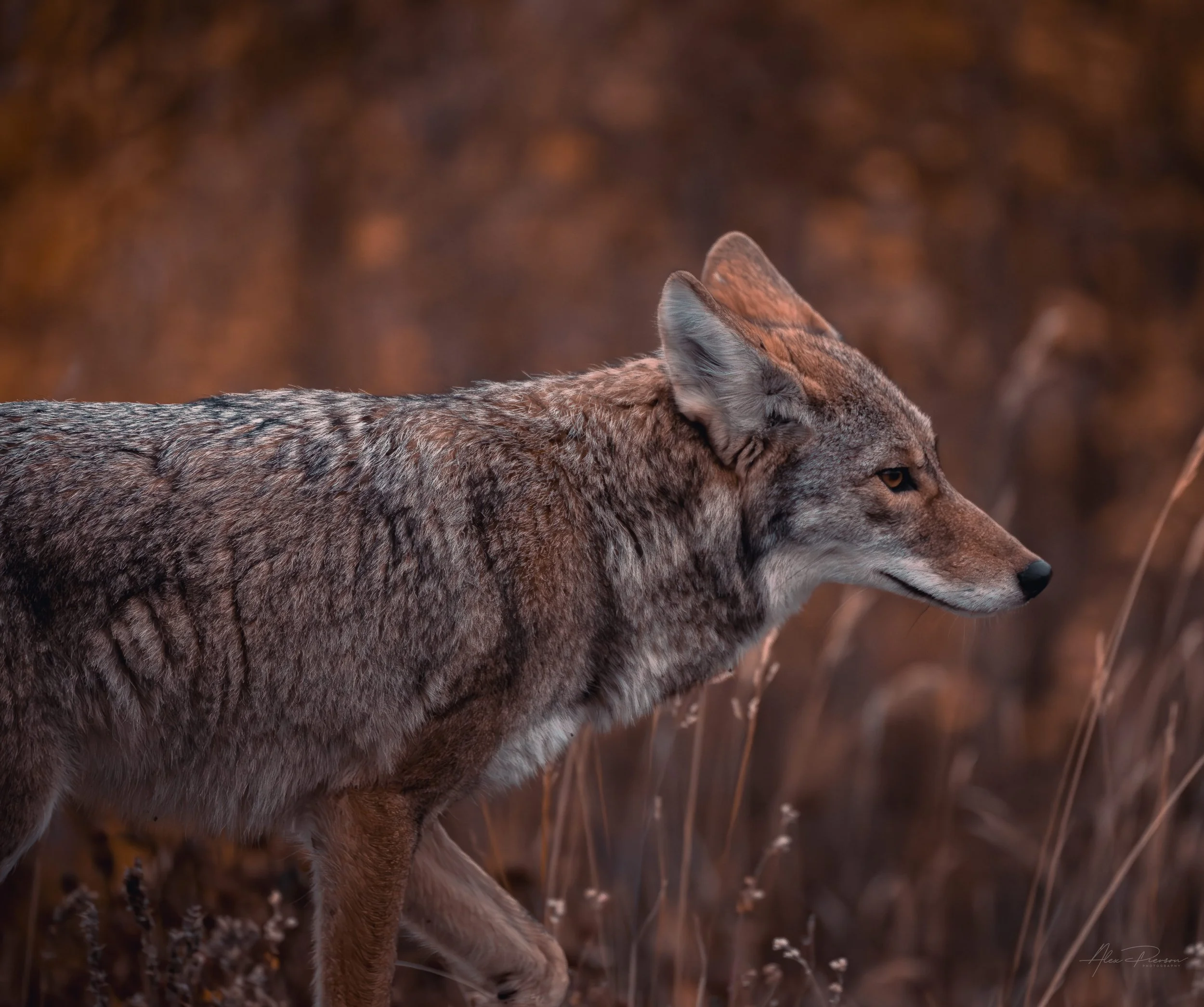 coyote-stalking-alaska-highway-wildlife-photography.jpg