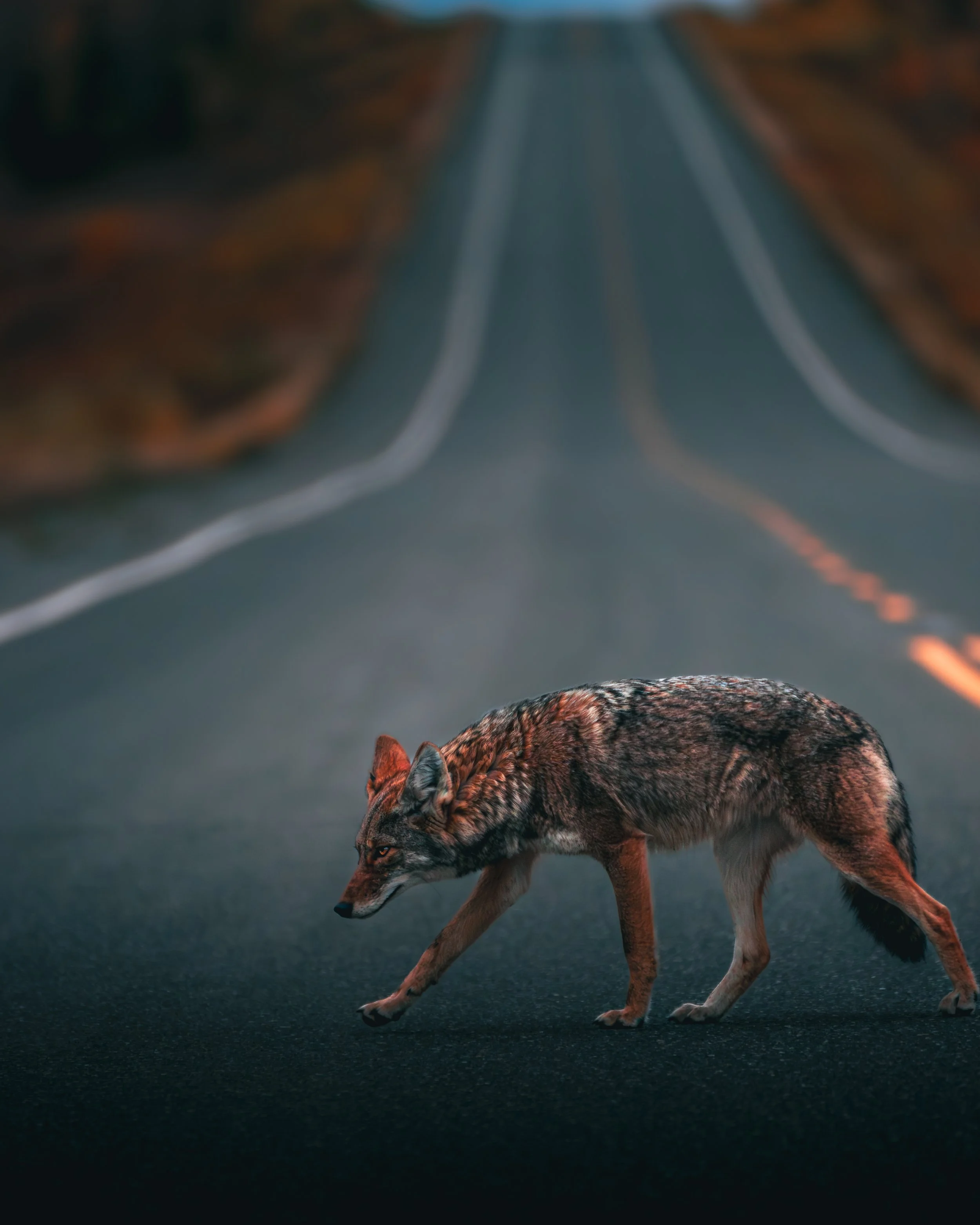 Wild coyote crossing a paved highway in Alaska – Pacific Northwest wildlife and nature photography.