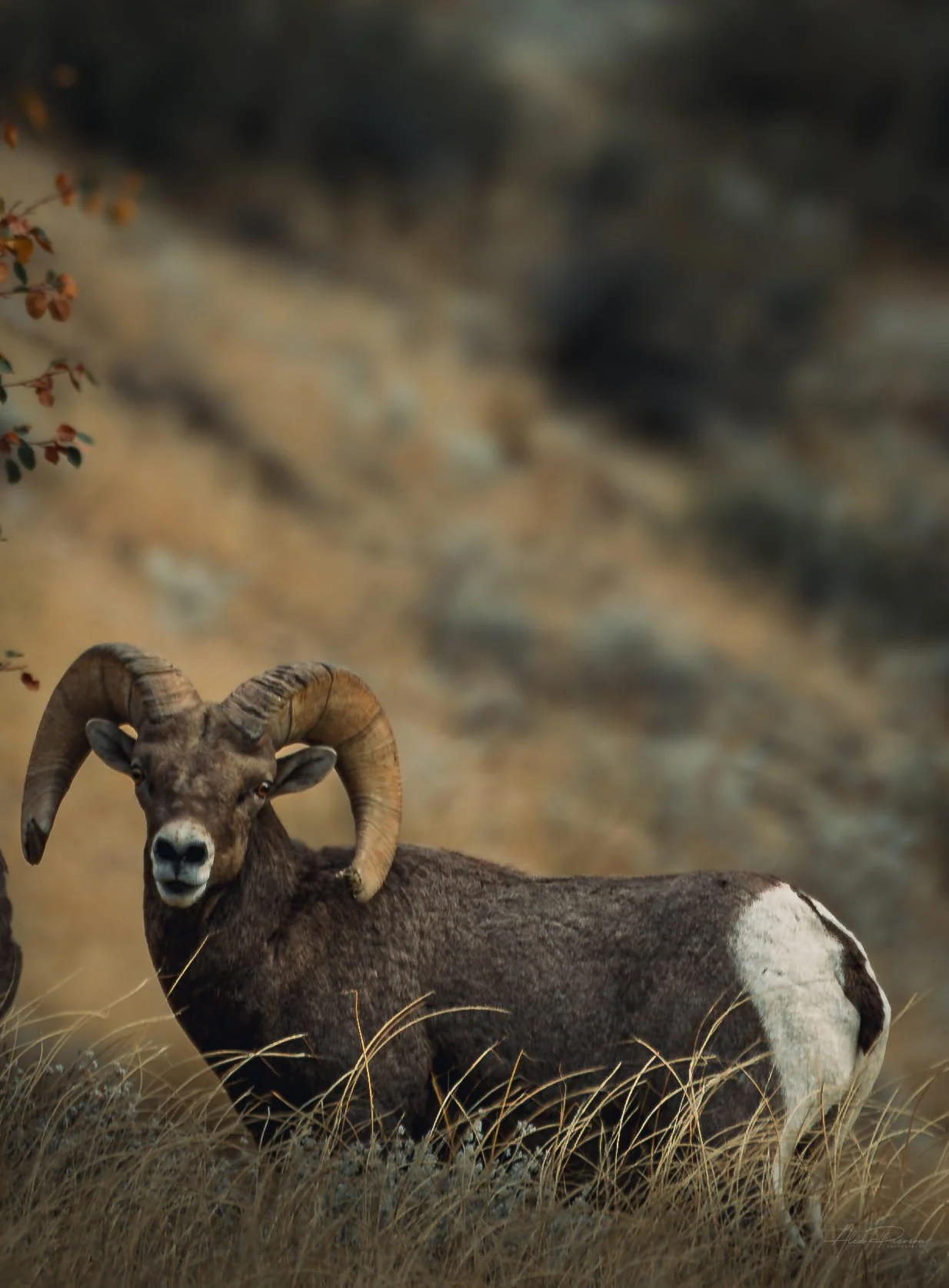 bighorn-sheep-ram-portrait-lake-chelan-washington.jpg