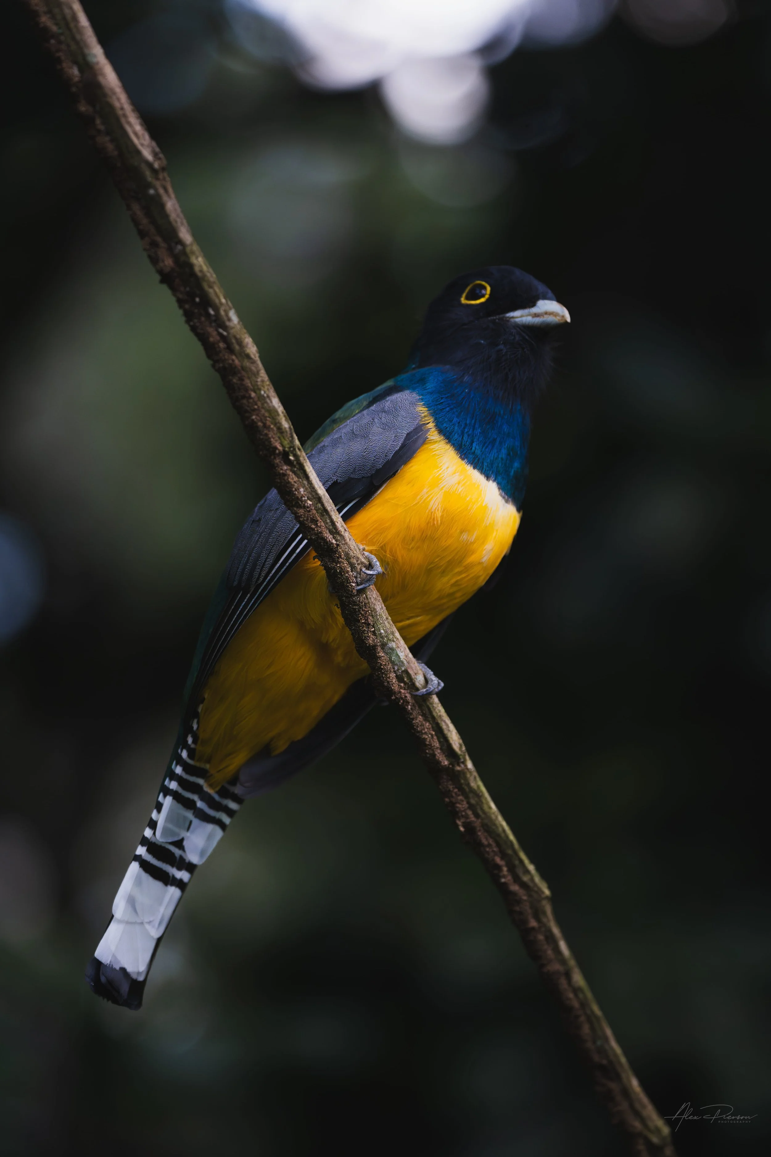 gartered-trogon-belize-birdwatching-photography.jpg