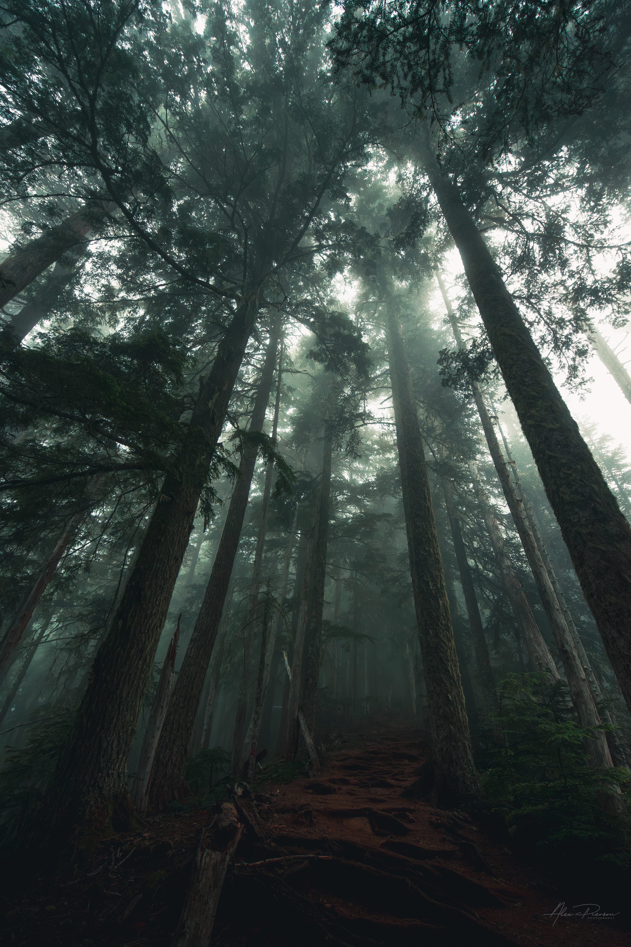 towering-foggy-evergreens-mt-ellinor-trail-washington.jpg
