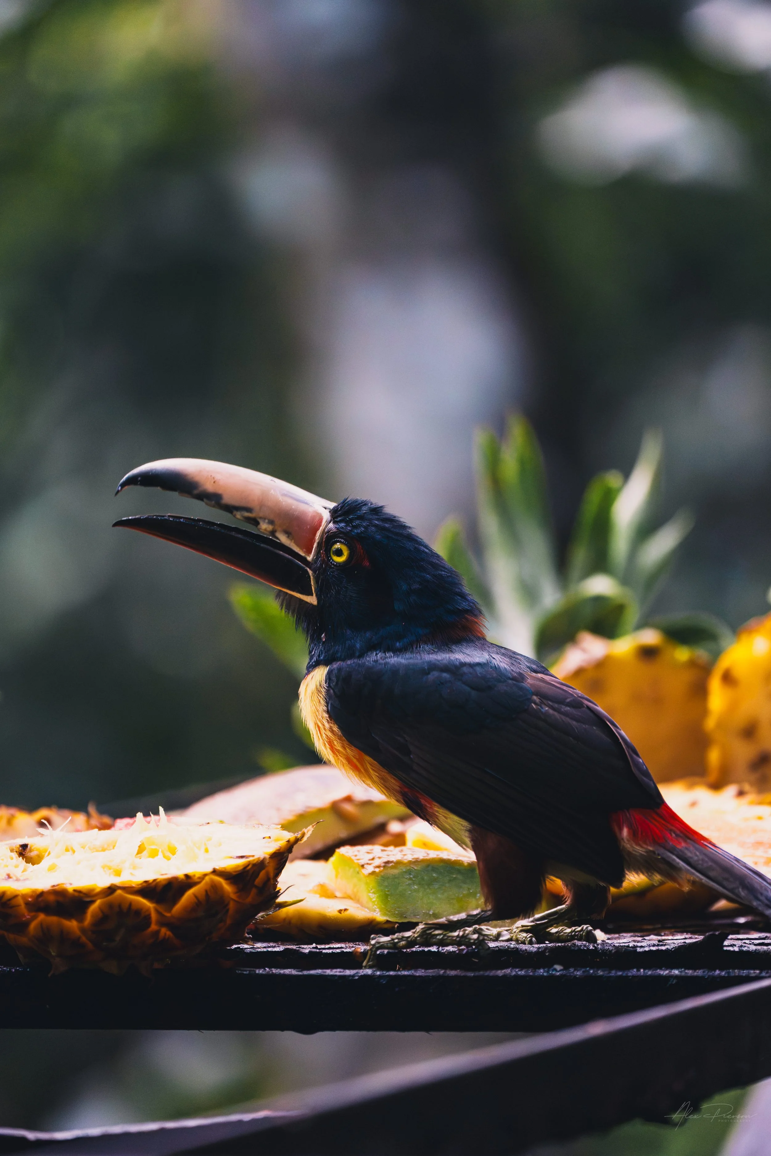 belize-wildlife-photography-collared-aracari.jpg