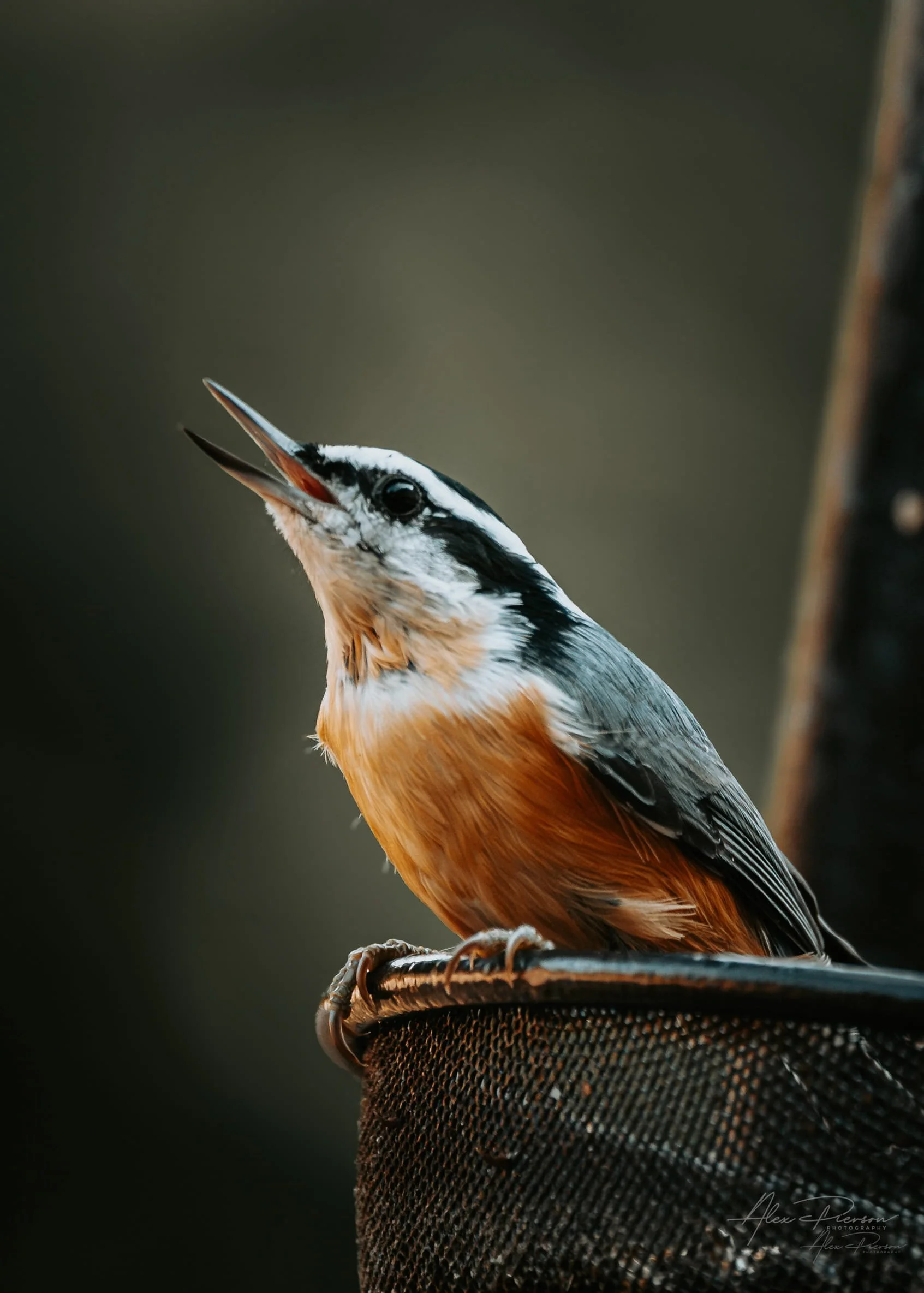 red-breasted-nuthatch-singing-olympia-wa-wildlife.jpg