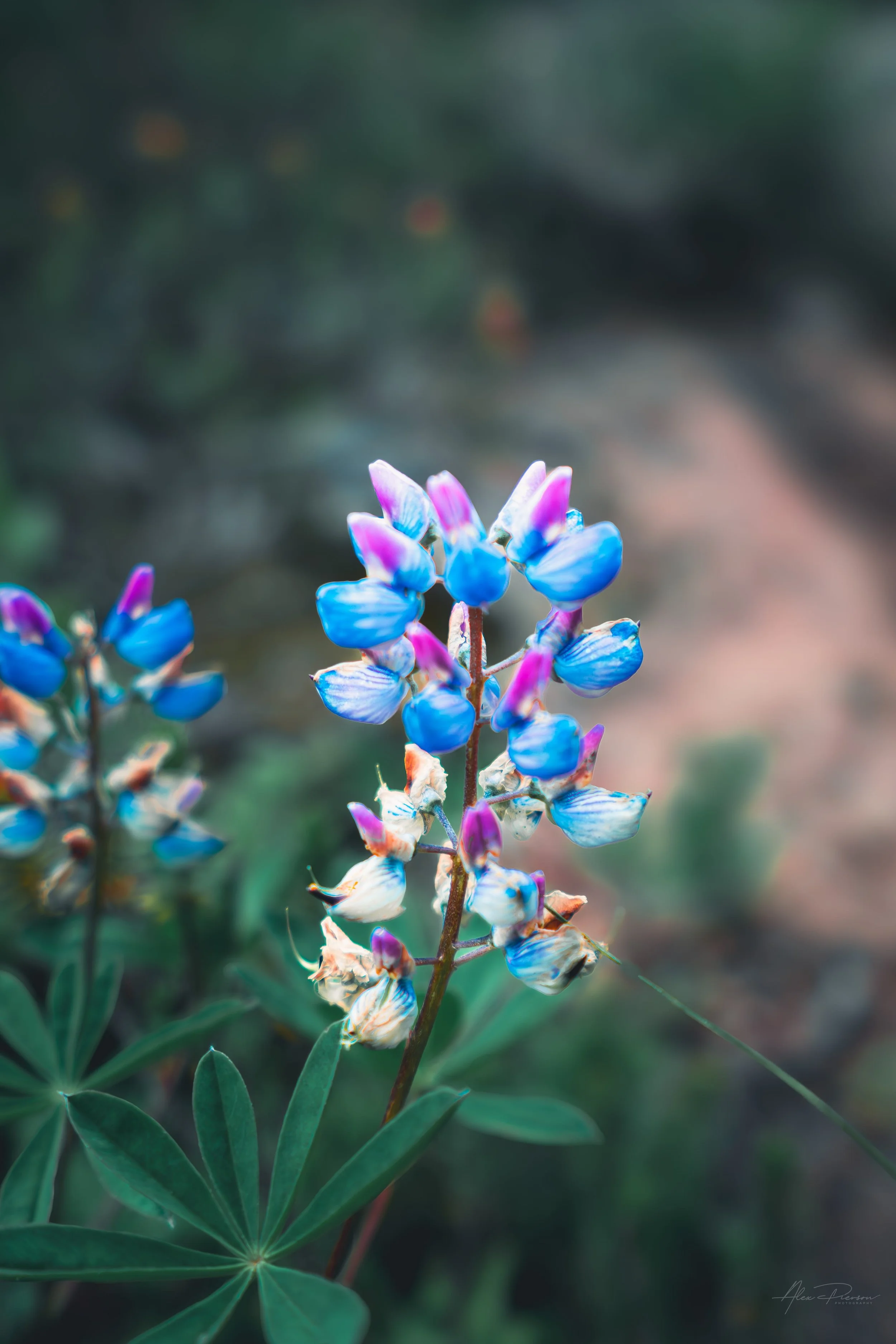 blue-lupine-wildflower-macro-mt-ellinor-washington.jpg