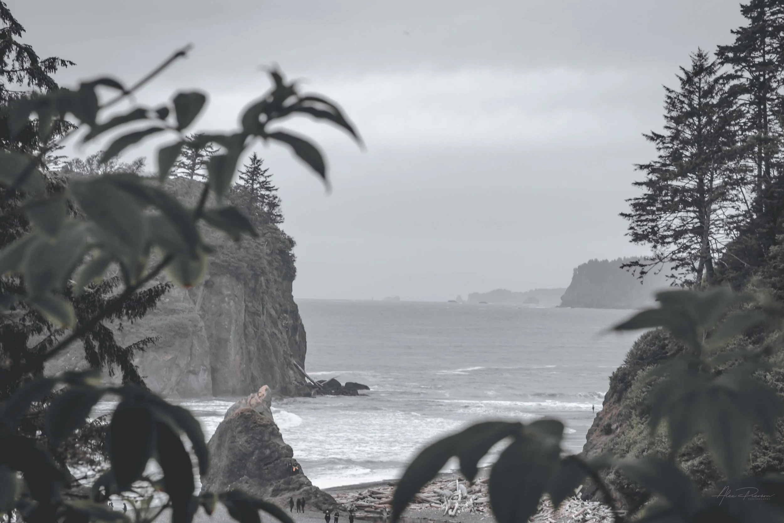 coastal-cove-trees-ruby-beach-washington-coast.jpg
