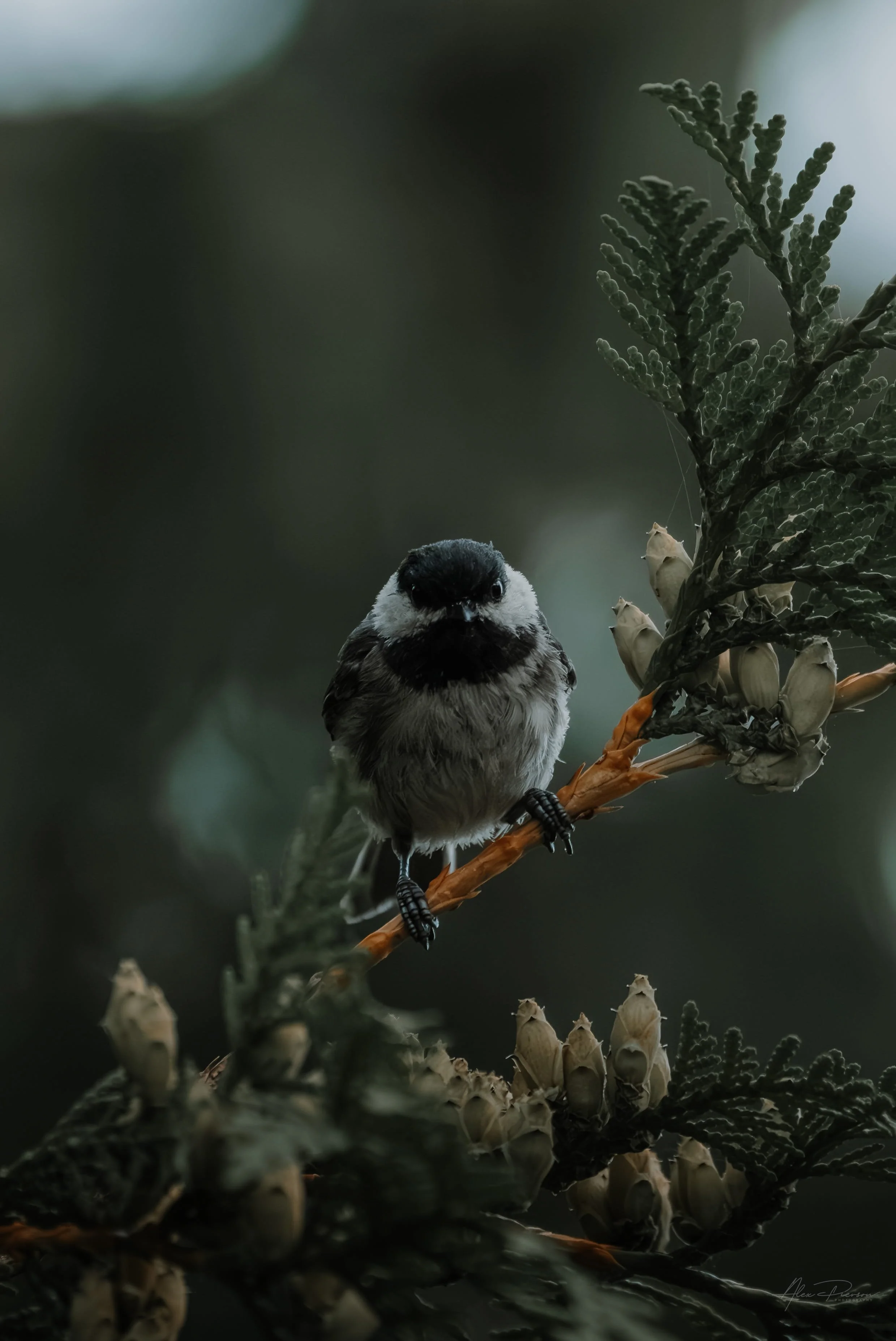 black-capped-chickadee-portrait-washington-state-backyard-birds.jpg
