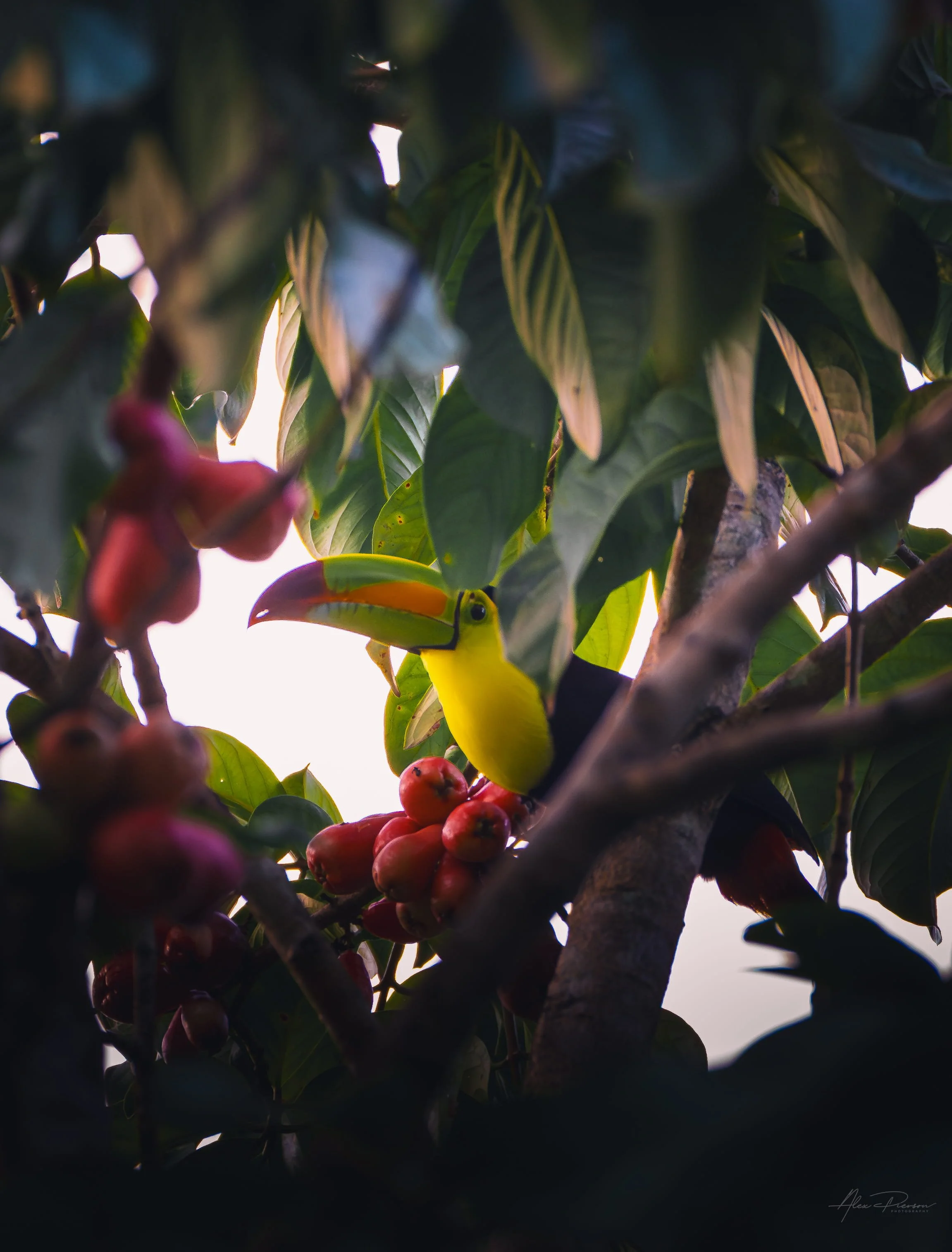 keel-billed-toucan-feeding-belize-wildlife.jpg