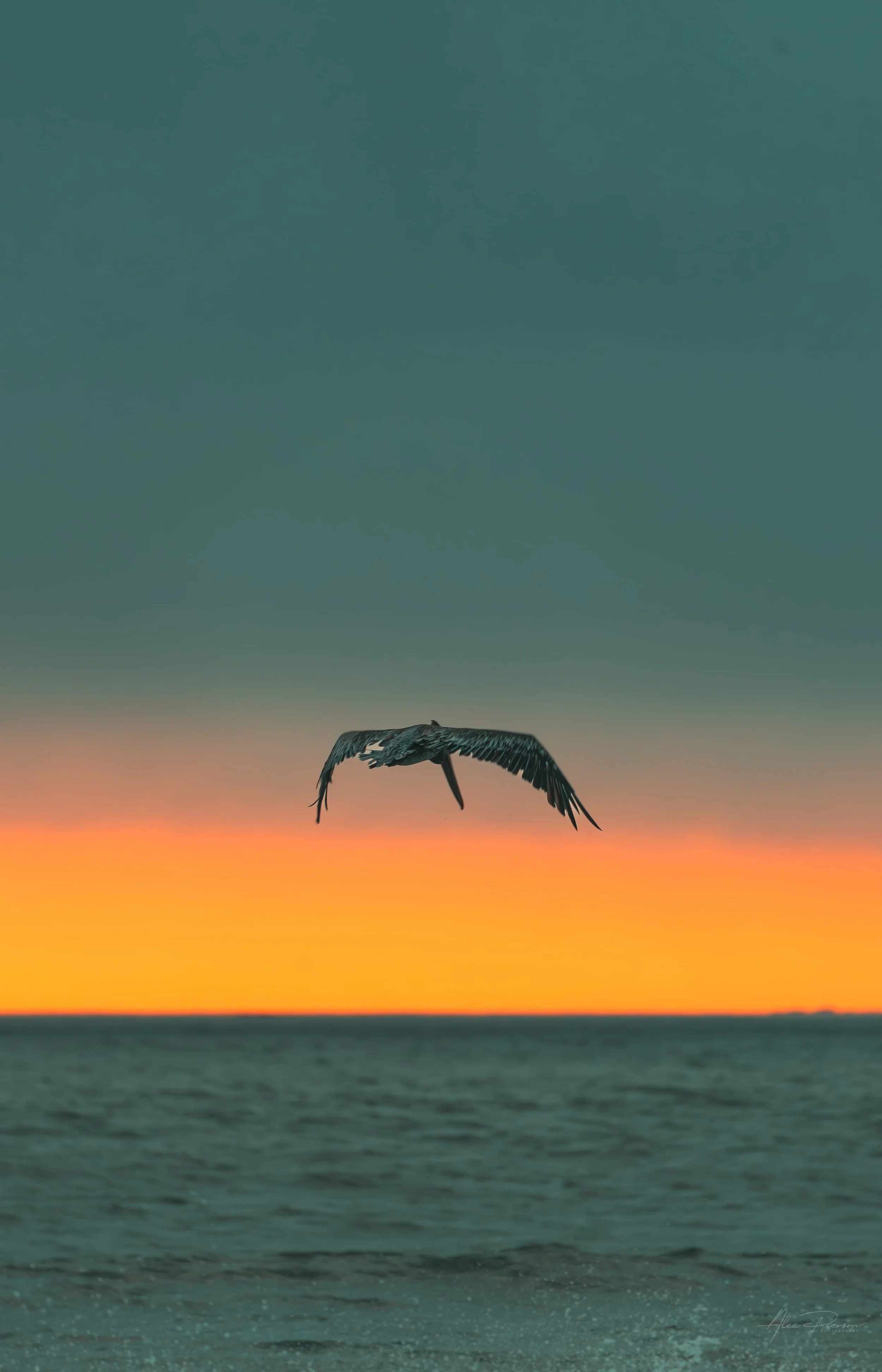 pelican-flight-ocean-sunset-washington-coast.jpg