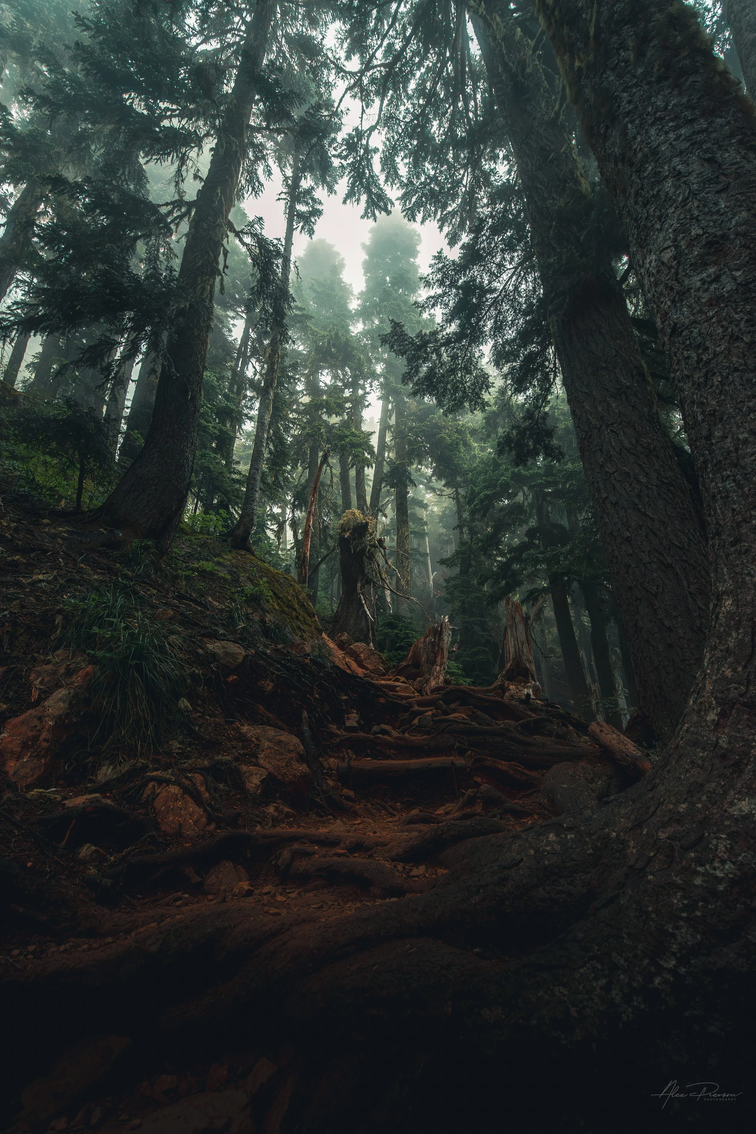 rugged-tree-root-trail-mt-ellinor-hike-wa.jpg