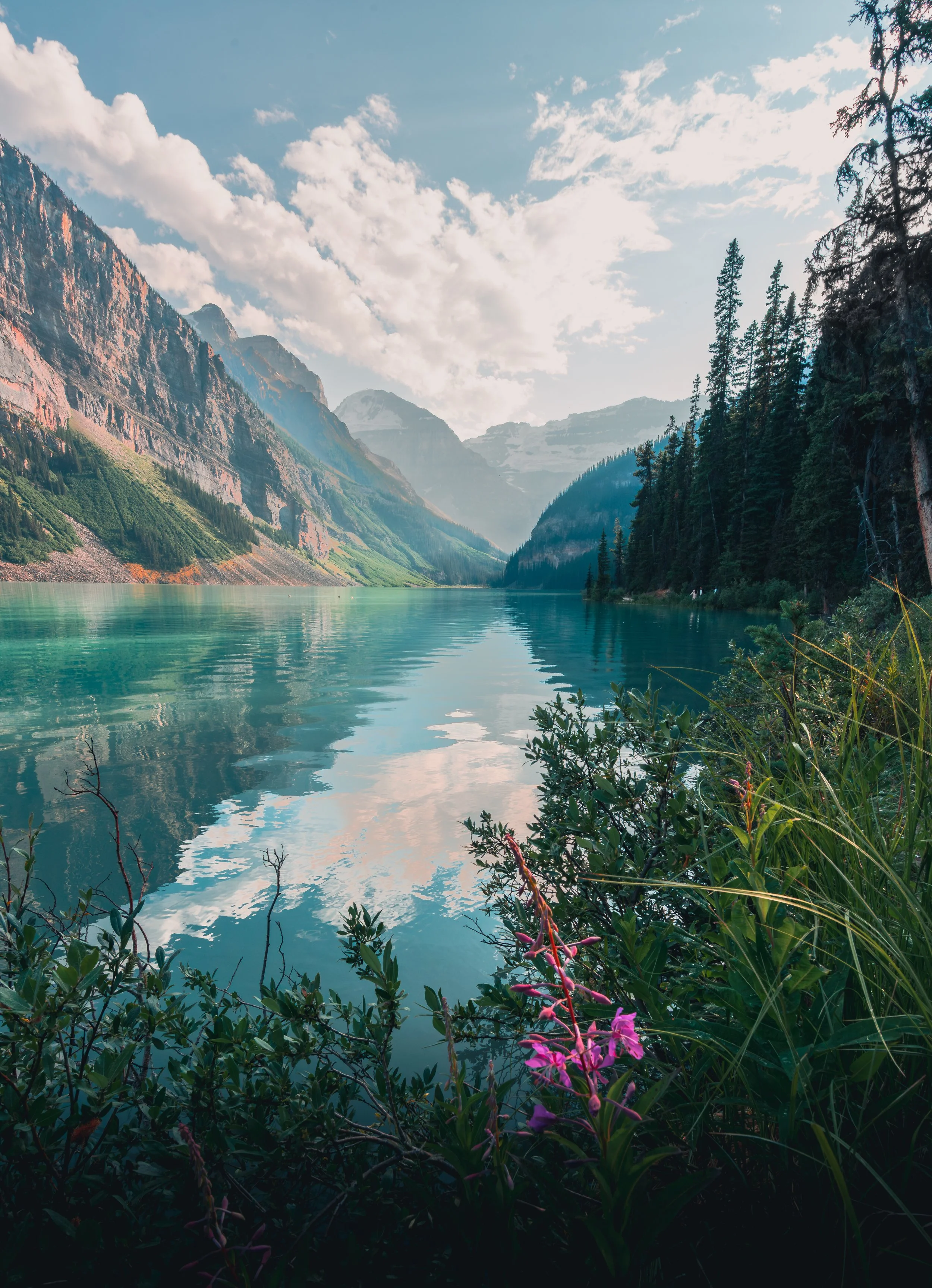 Stunning landscape photography of the turquoise glacial waters of Lake Louise in Banff National Park, Canada, featuring pink fireweed flowers in the foreground and towering Rocky Mountains reflecting on the lake's surface.
 Lake Louise Canada, Banff 